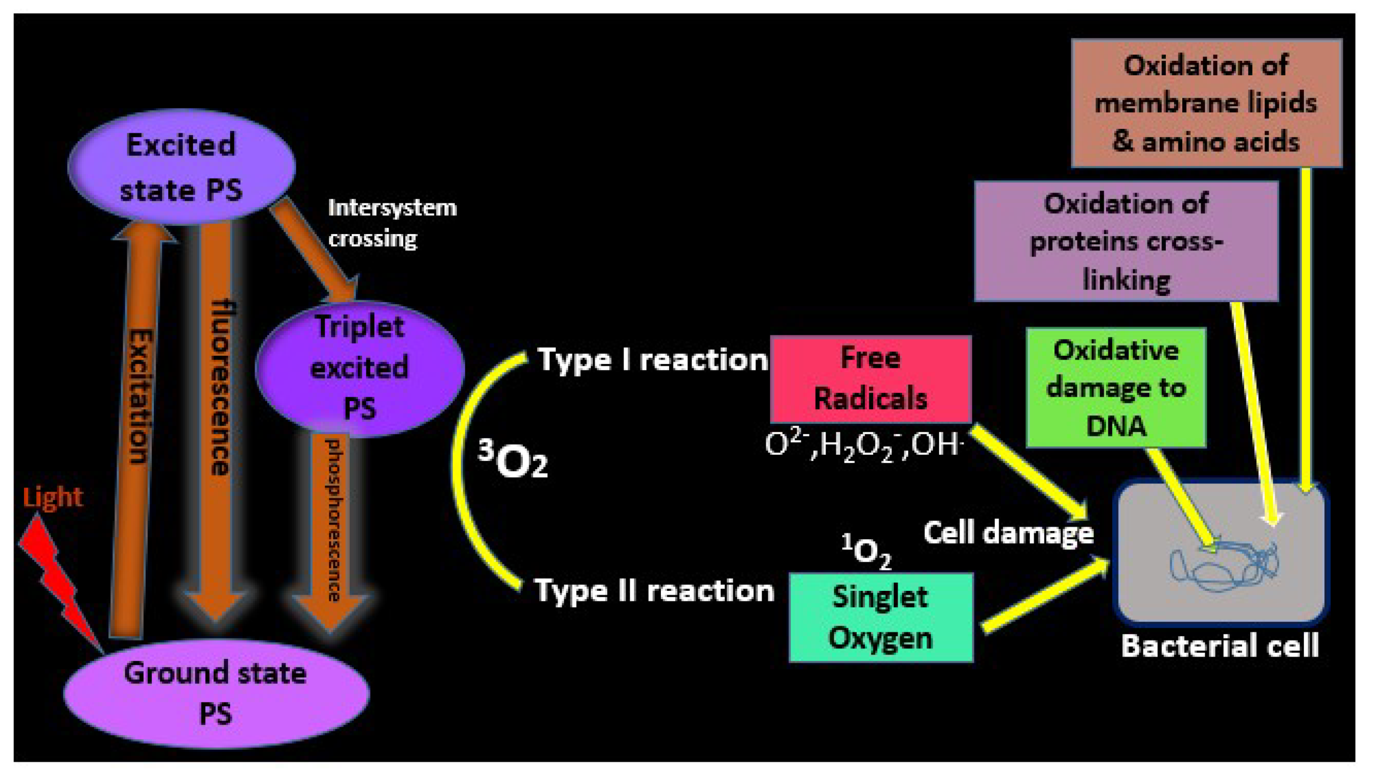 Molecules 24 02456 g001 550