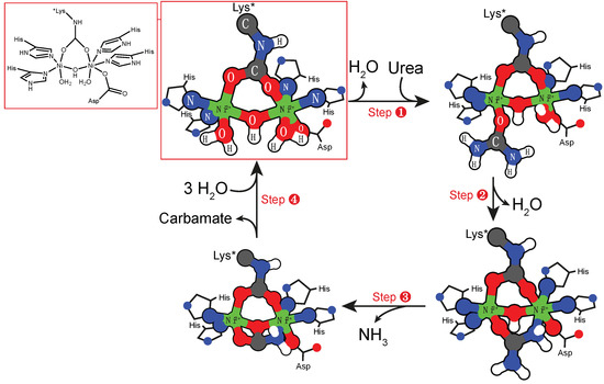 Formation of Unstable and very Reactive Chemical Species Catalyzed by ...