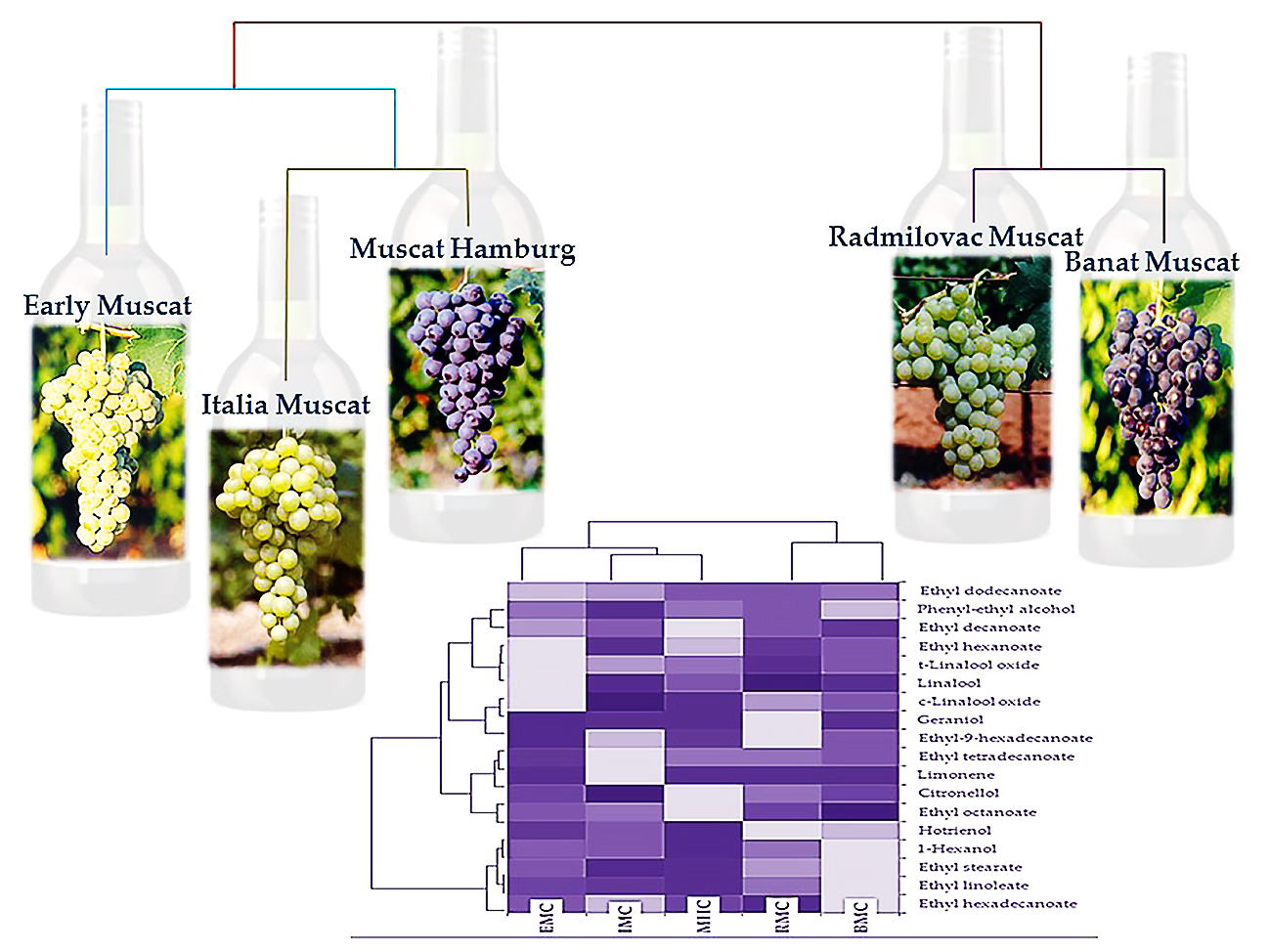 Molecules Free FullText Volatile Aroma Compounds of Brandy