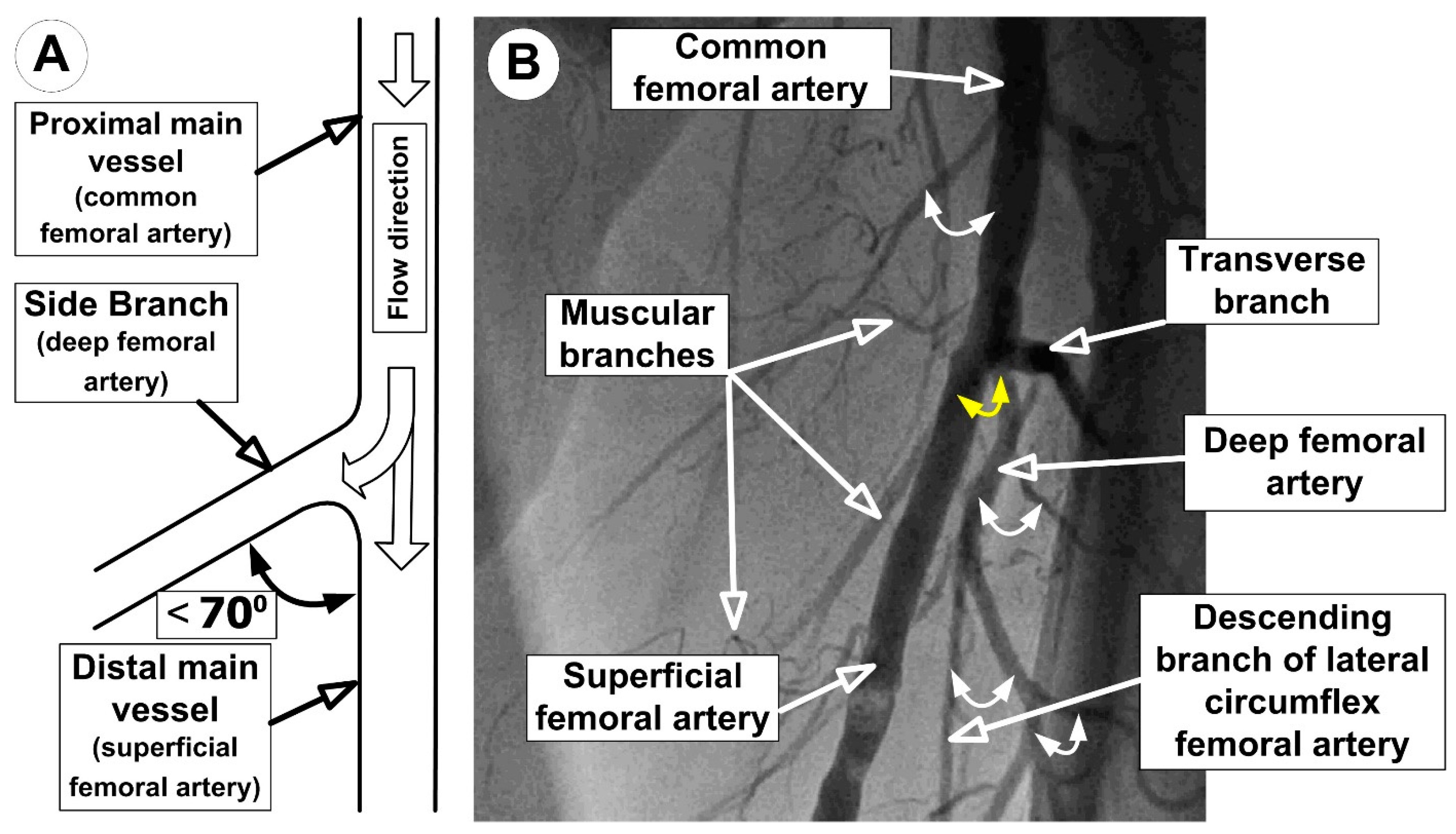 Molecules 24 02509 g001 Molecules 24 02509 g001