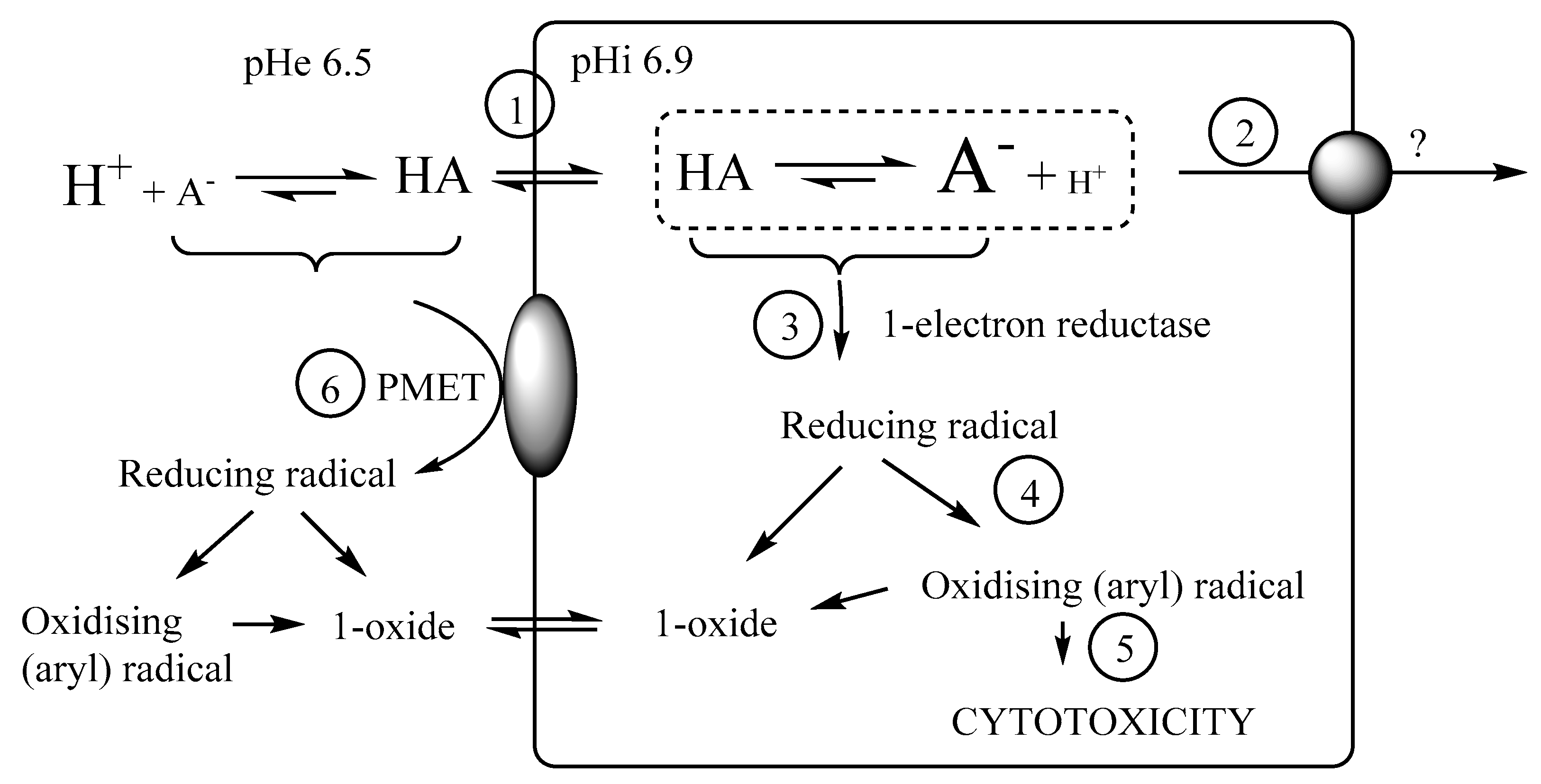 Molecules 24 02524 g009