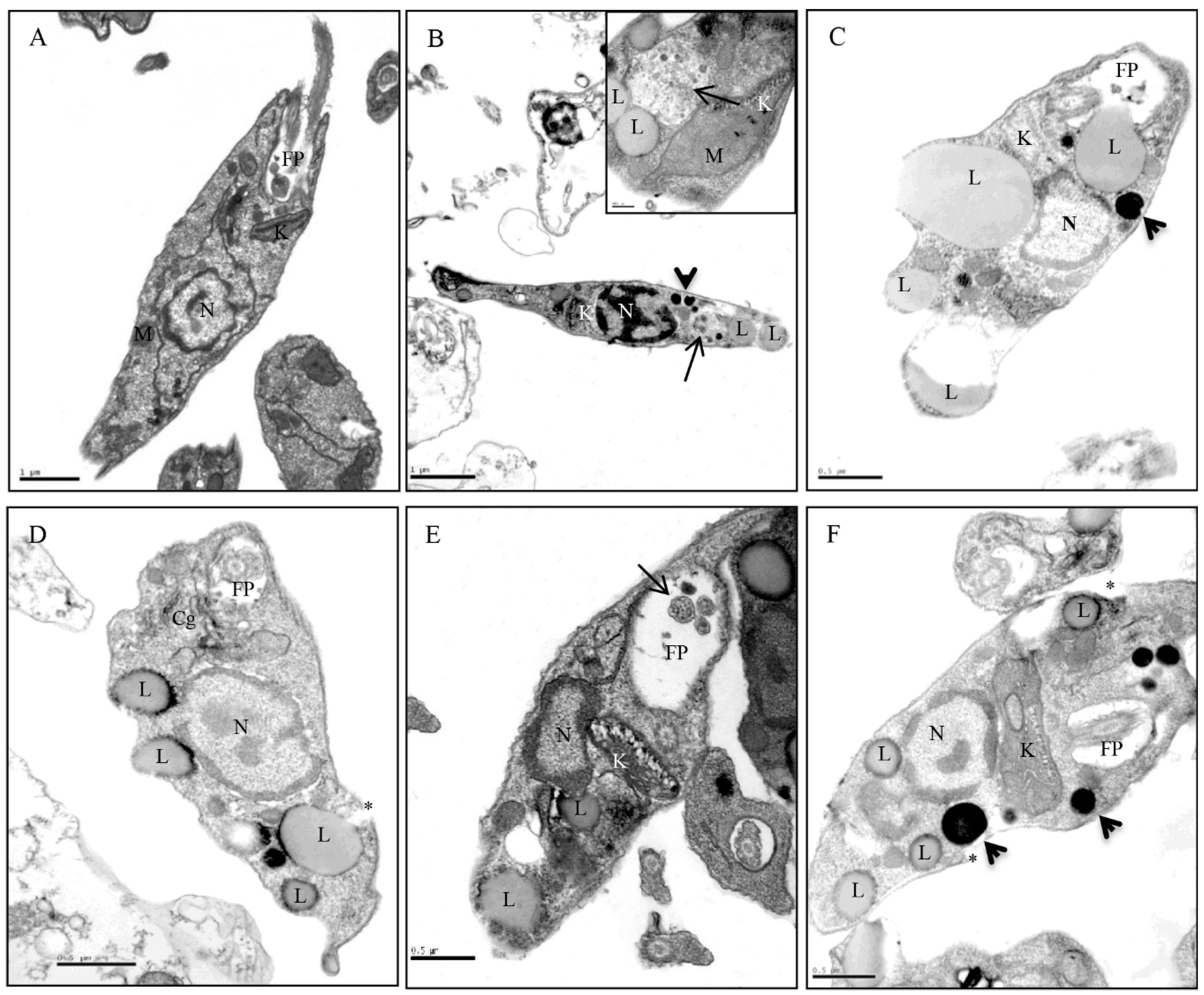 Molecules 24 02525 g004 Molecules 24 02525 g004