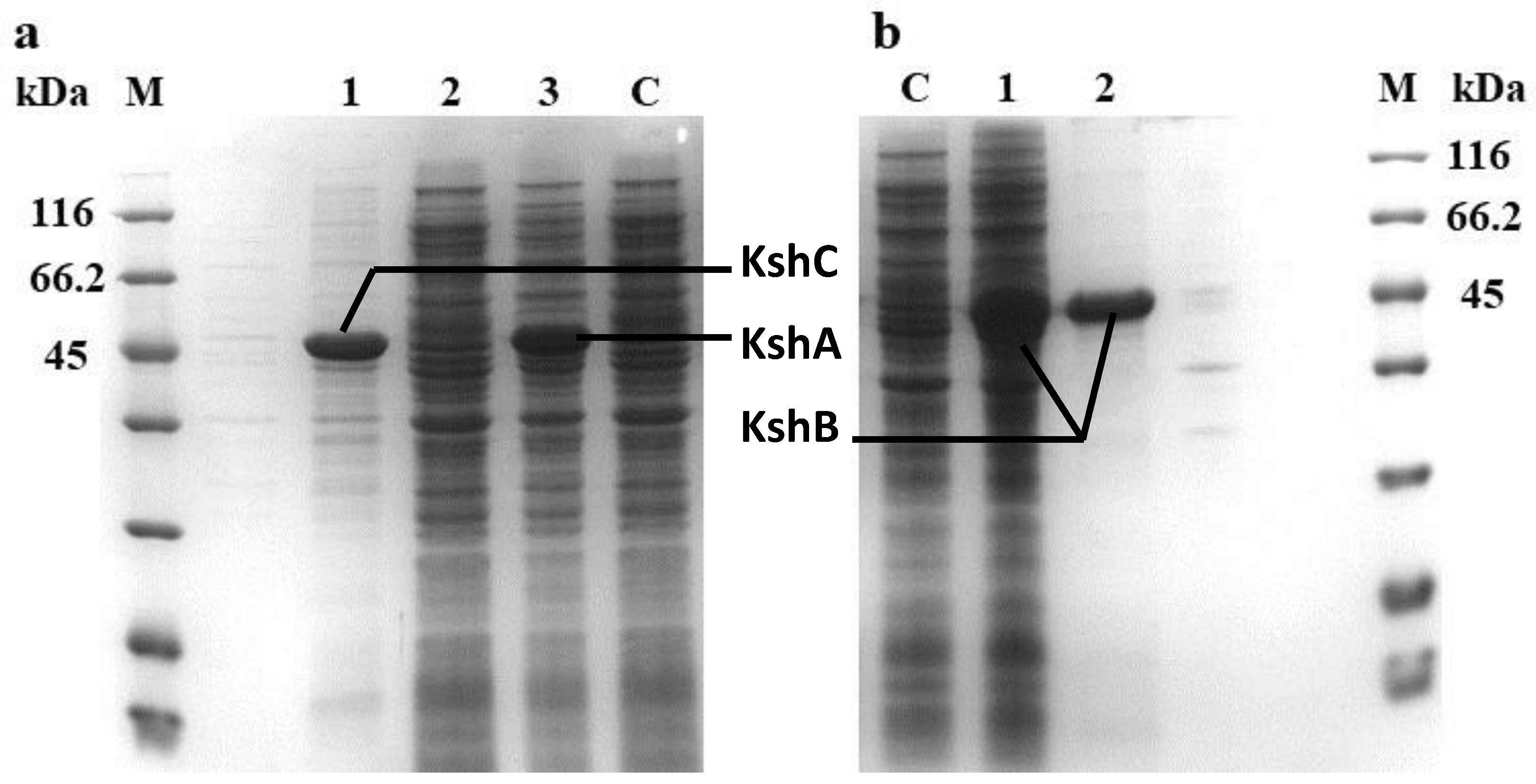 Molecules 24 02534 g002 Molecules 24 02534 g002