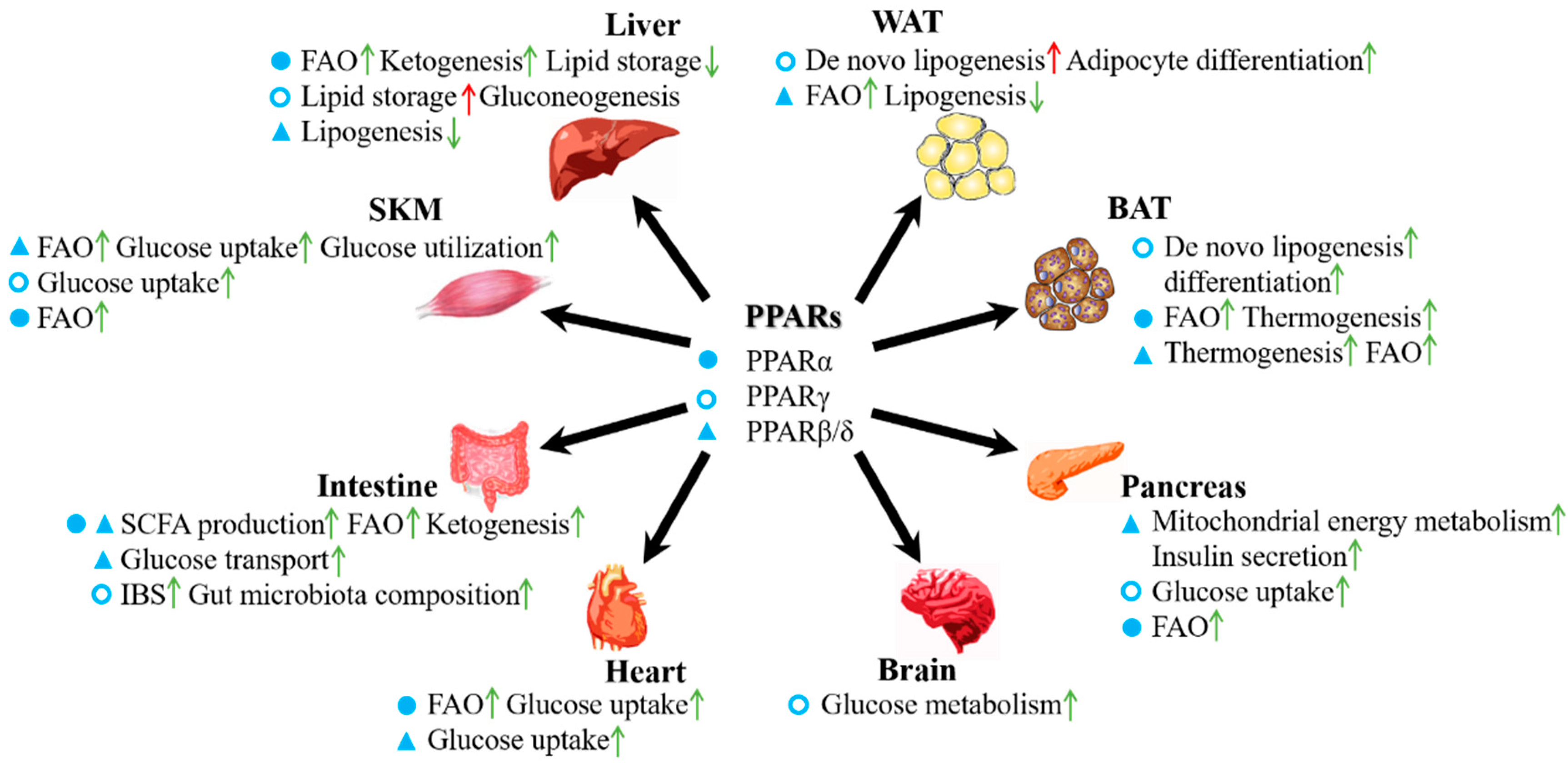 Molecules | Free Full-Text | PPARs as Nuclear Receptors for Nutrient and  Energy Metabolism