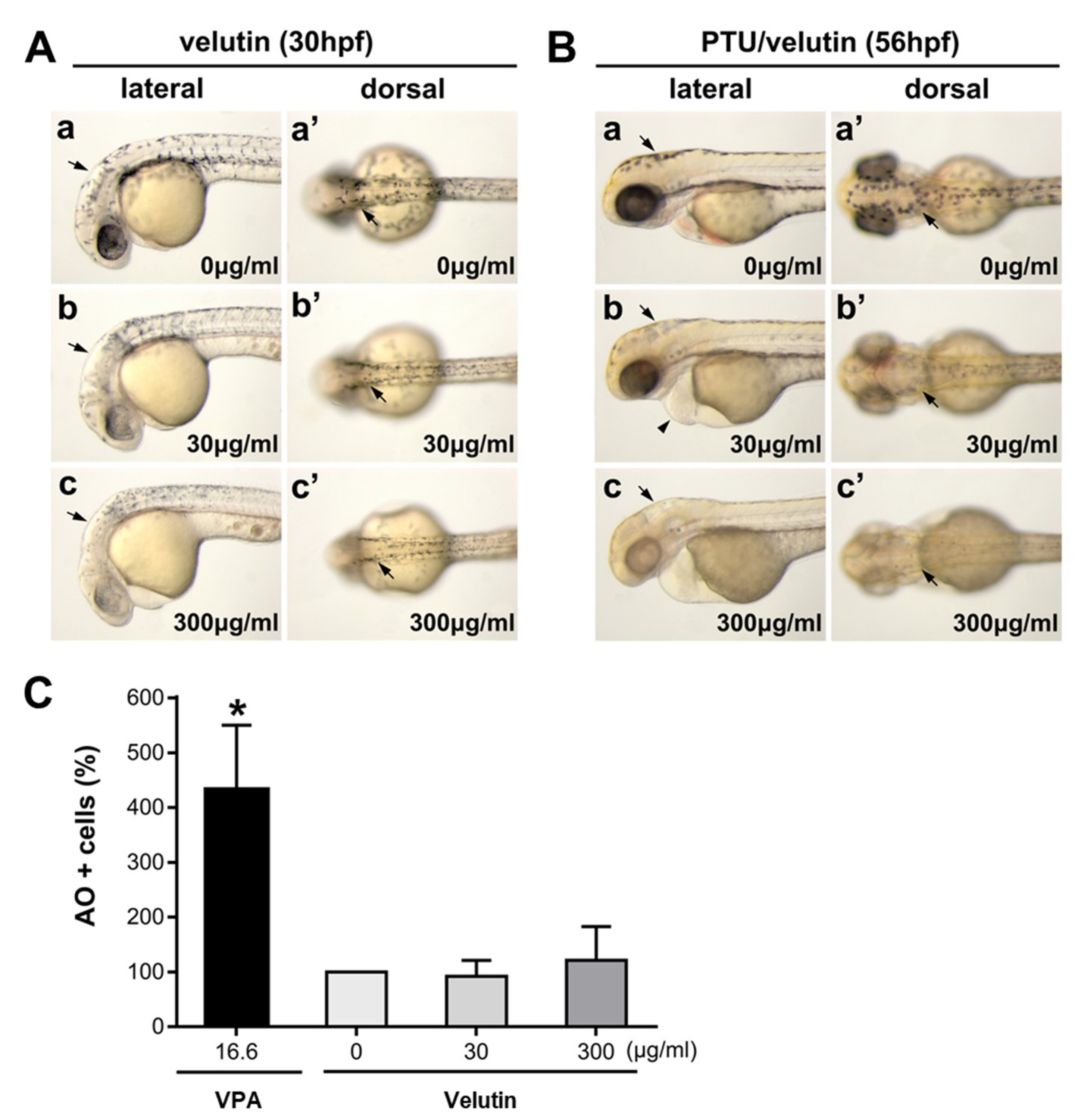 Molecules 24 02549 g007