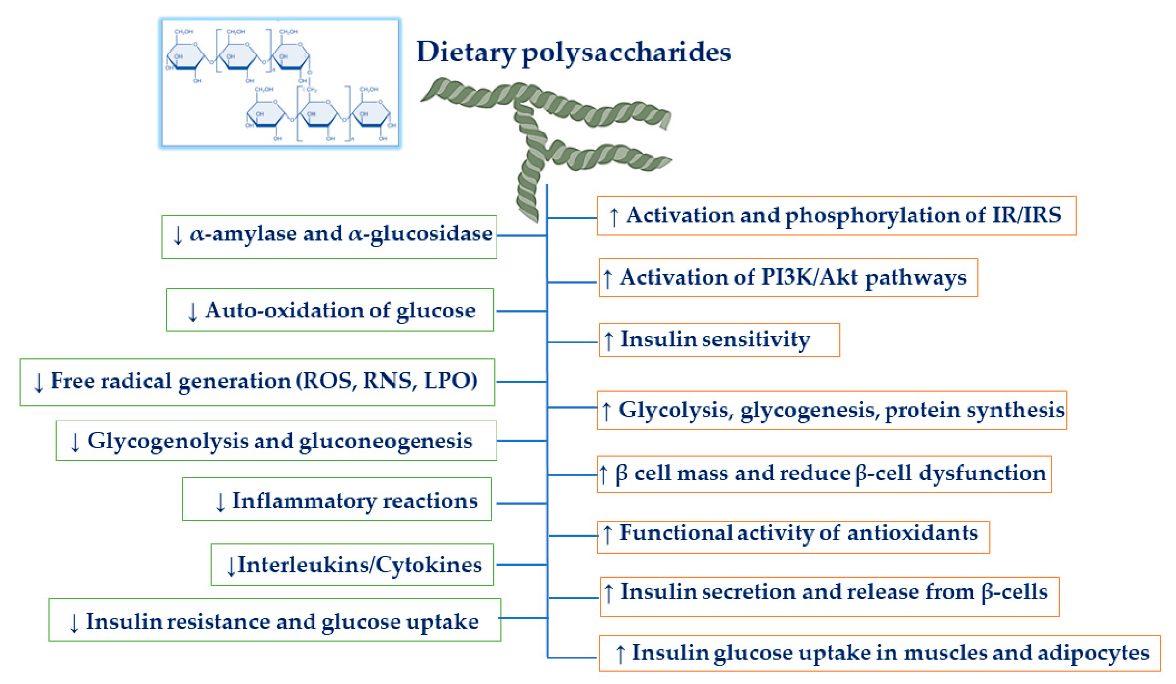 Dietary Polysaccharides