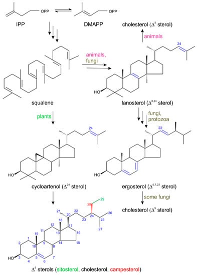 Molecules | Free Full-Text | Plants are Capable of Synthesizing Animal  Steroid Hormones