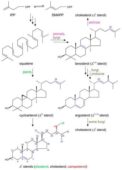Molecules | Free Full-Text | Plants are Capable of Synthesizing Animal Steroid Hormones Molecules | Free Full-Text | Plants are Capable of Synthesizing Animal Steroid Hormones