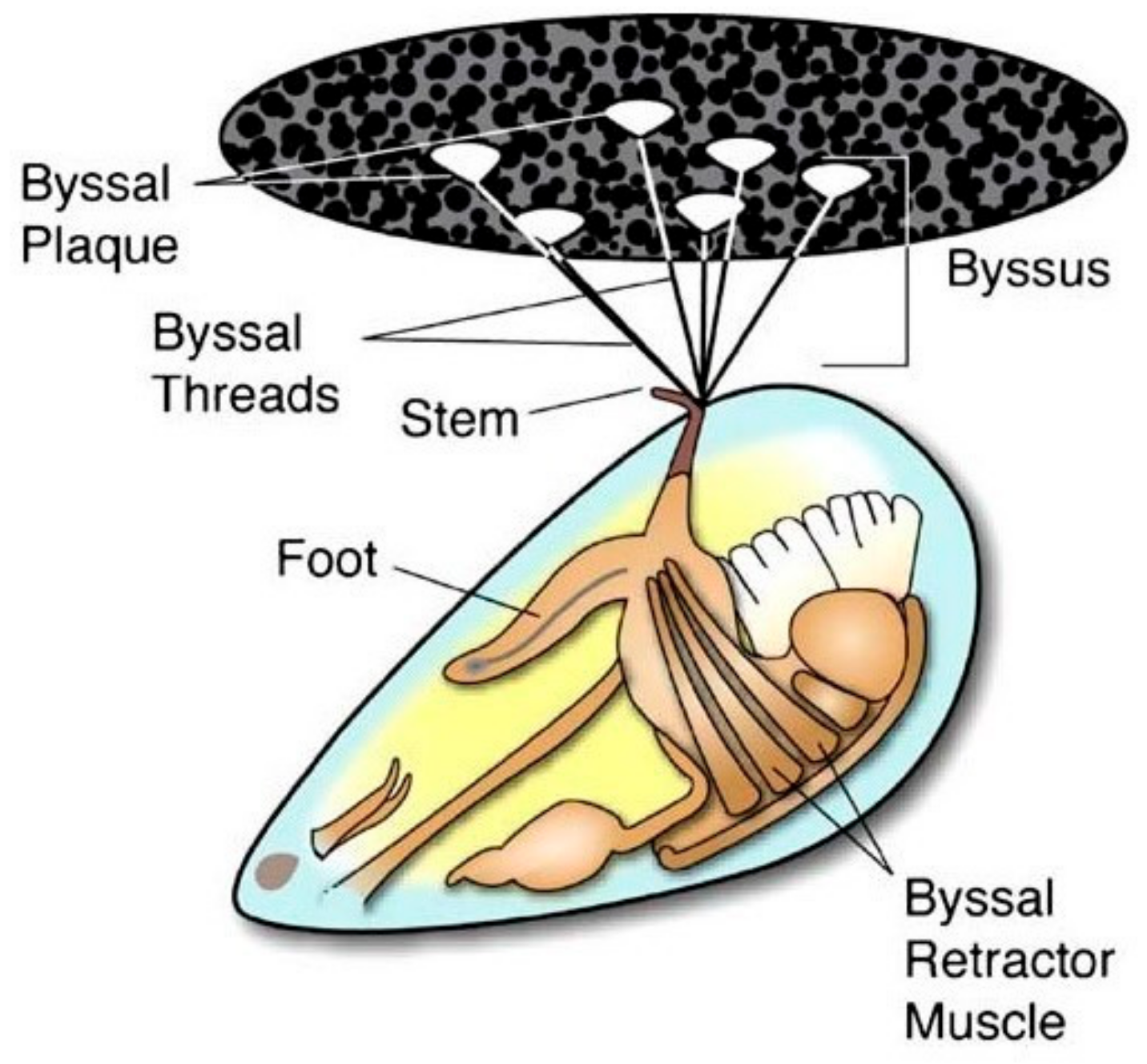 Mussel-Inspired Multifunctional Hydrogel Coating for Prevention of