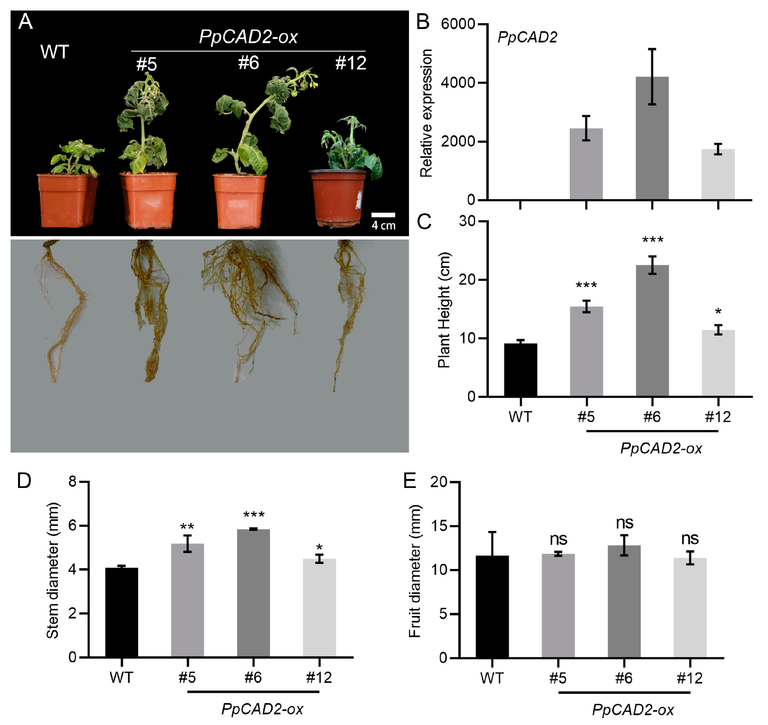 Molecules 24 02595 g001