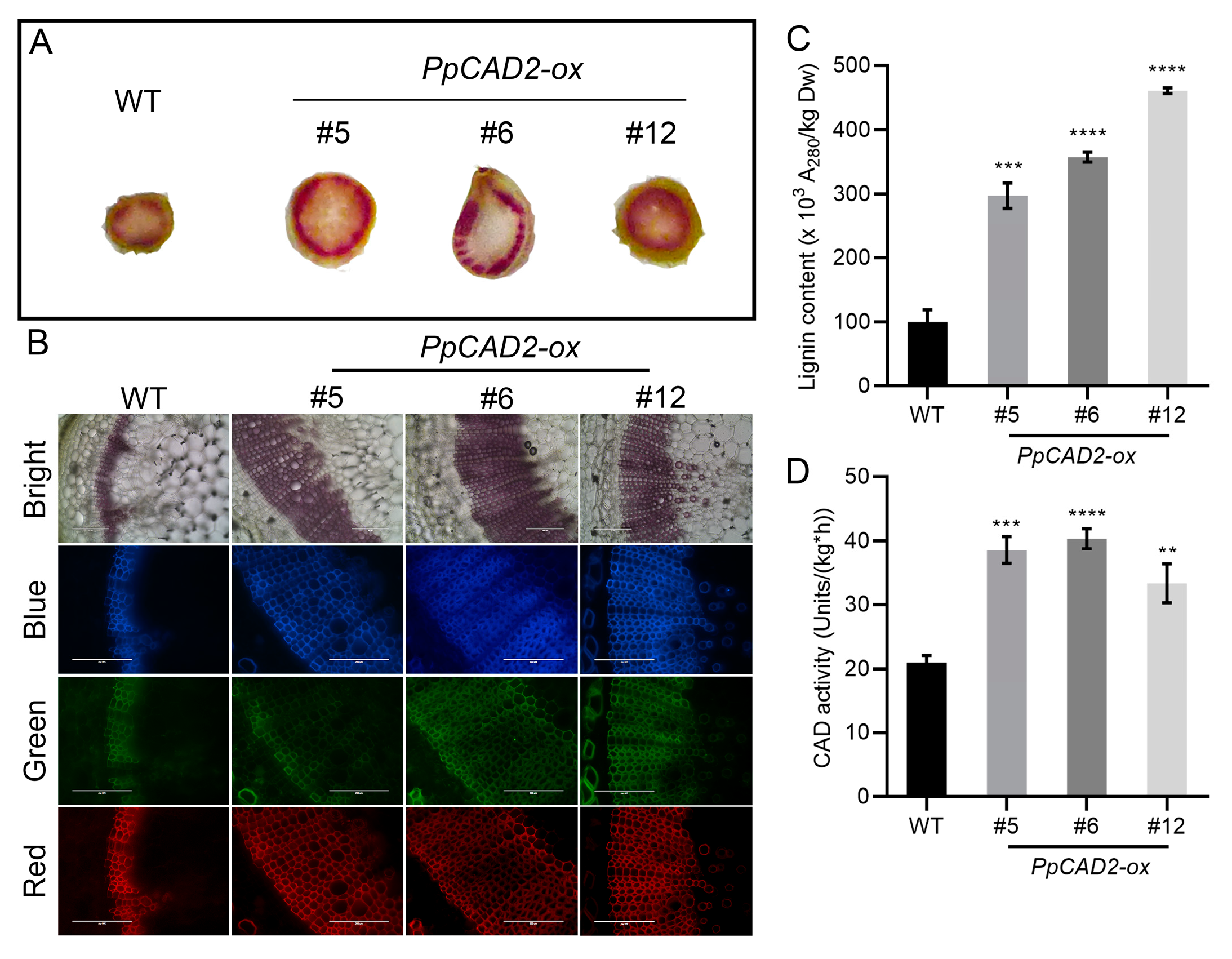 Molecules 24 02595 g002
