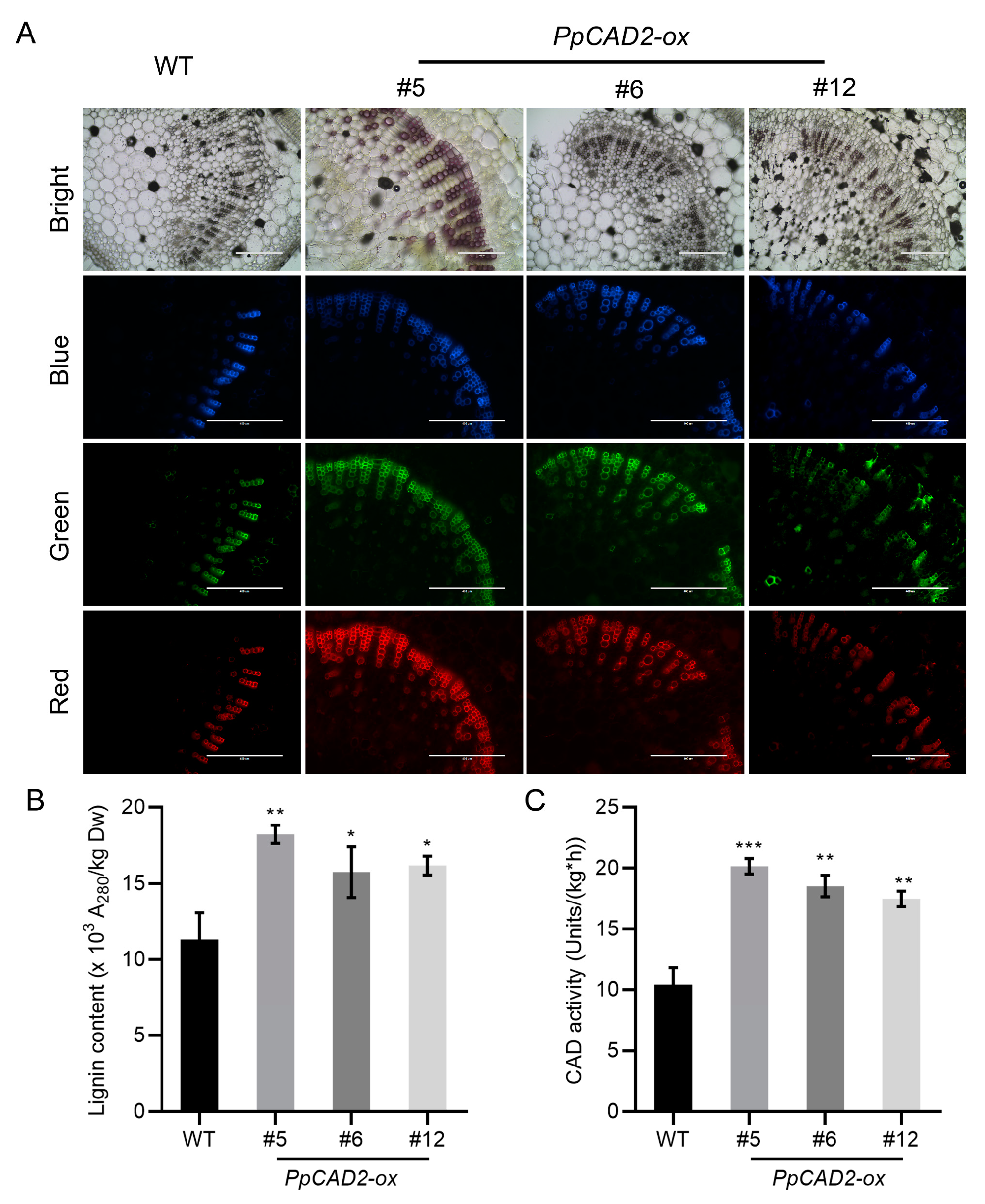 Molecules 24 02595 g004