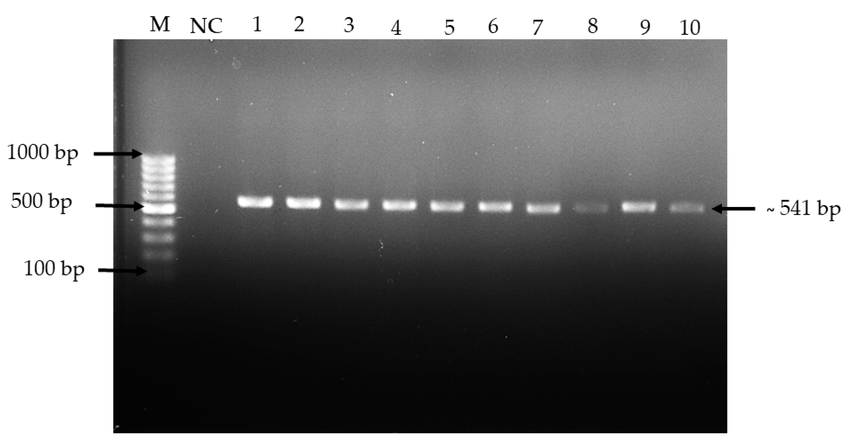 Molecules 24 02606 g002