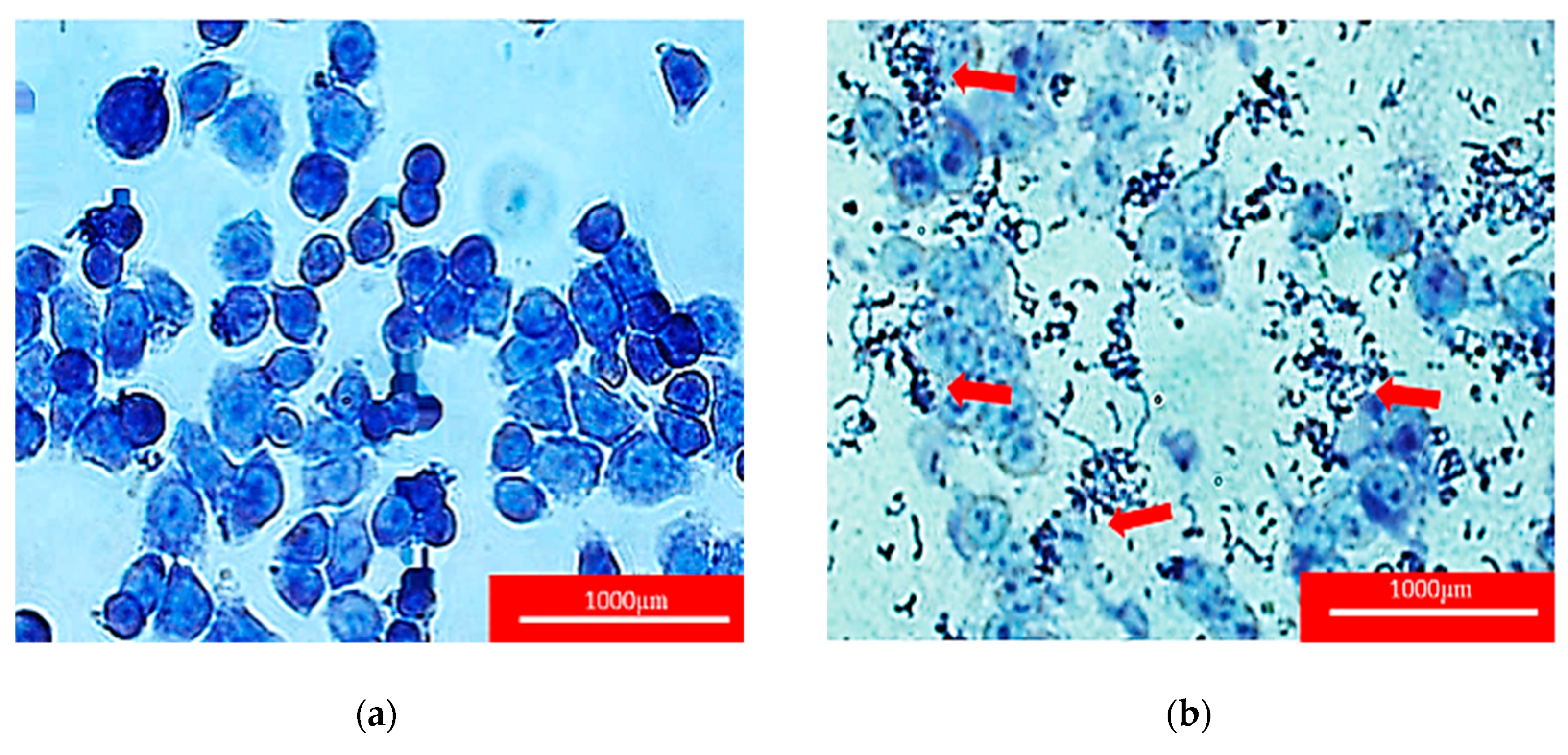 Molecules 24 02606 g005