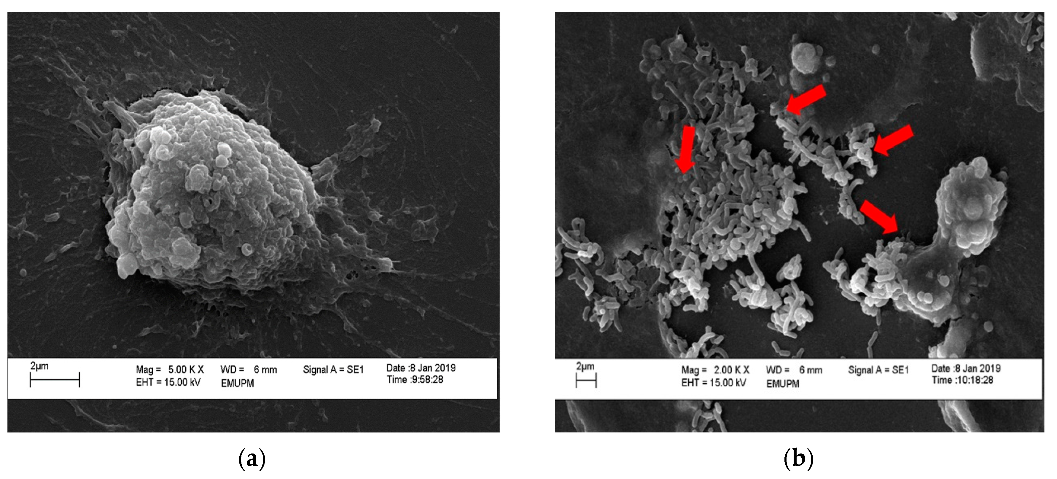 Molecules 24 02606 g007