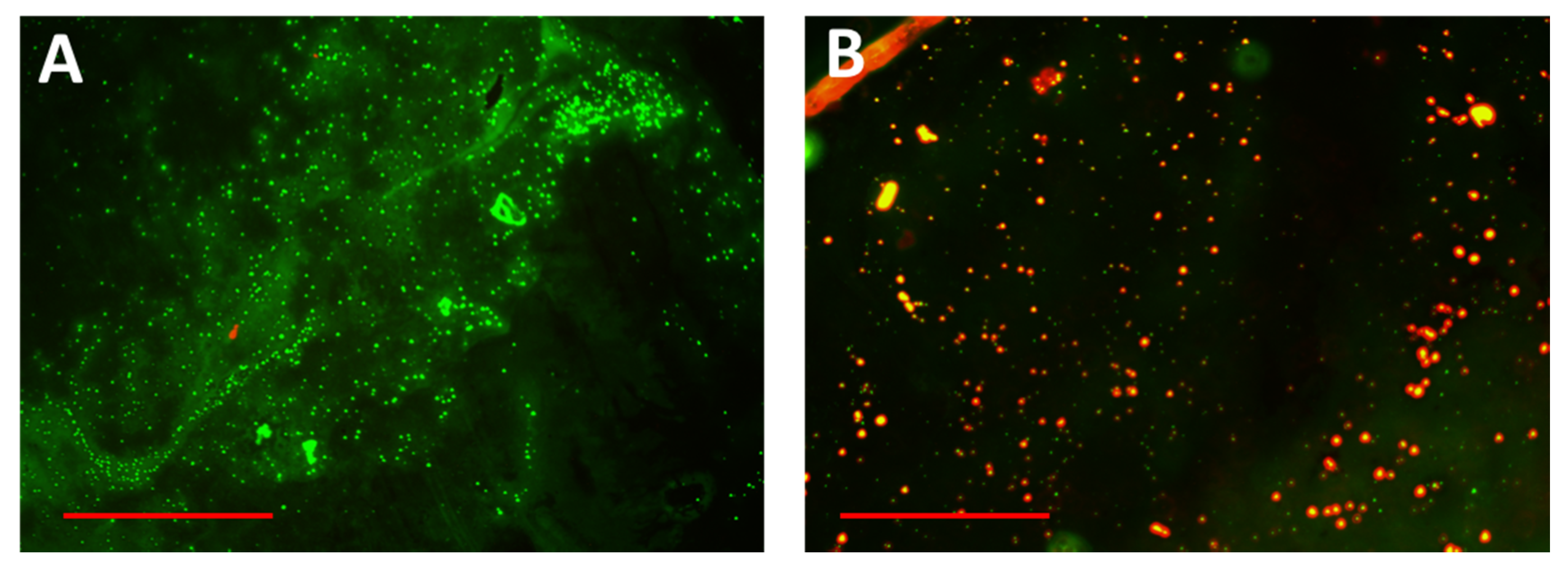 Molecules 24 02661 g009 Molecules 24 02661 g009