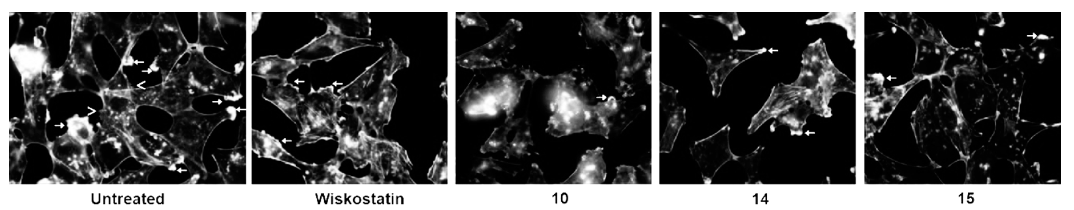Molecules 24 02686 g004