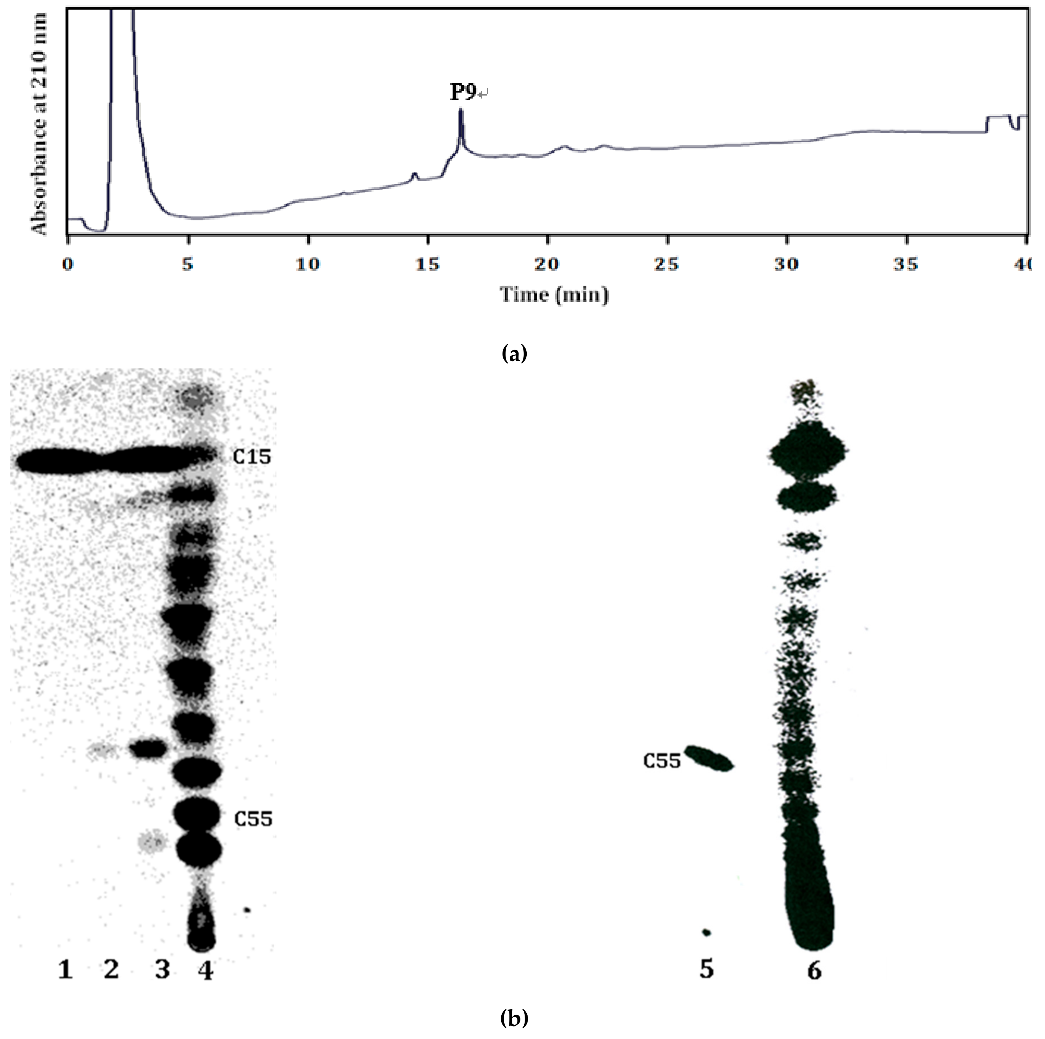 Molecules 24 02728 g004