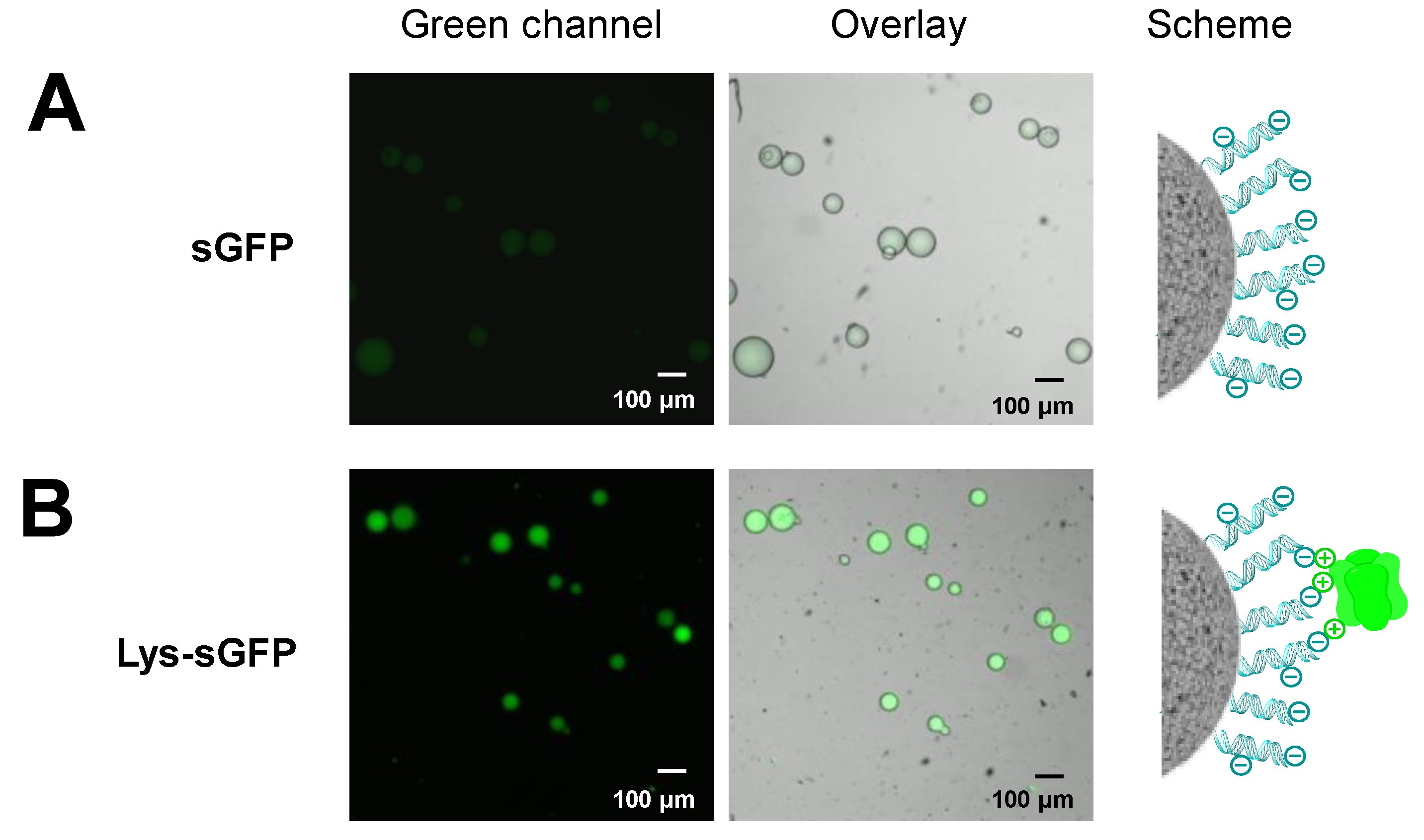 Molecules 24 02775 g006 Molecules 24 02775 g006