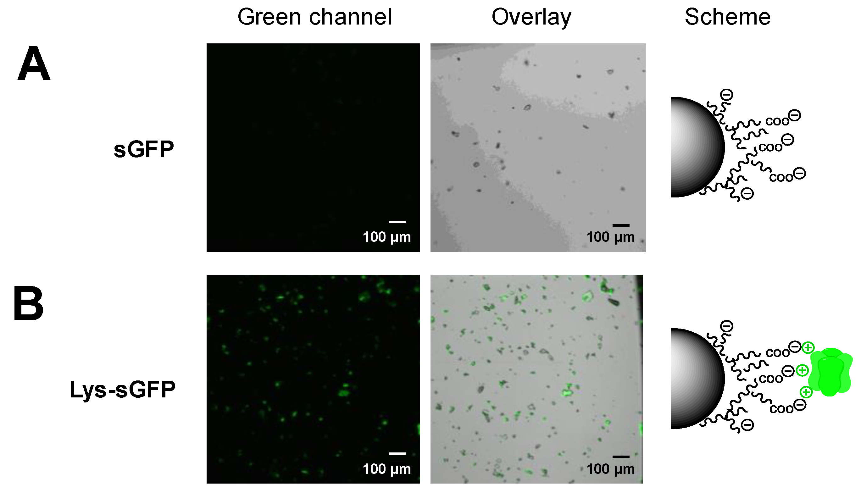 Molecules 24 02775 g007 Molecules 24 02775 g007