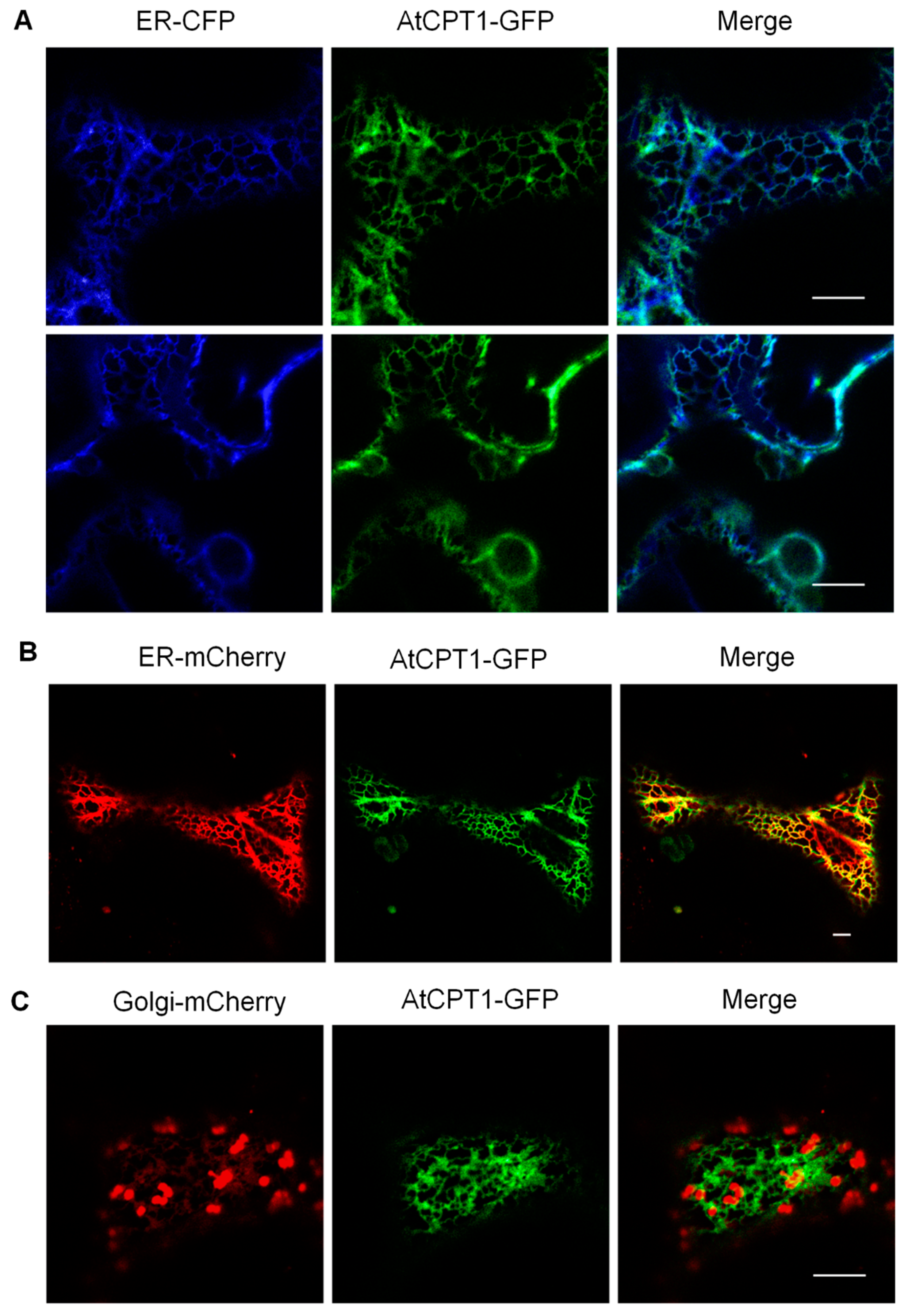 Molecules 24 02789 g004 Molecules 24 02789 g004