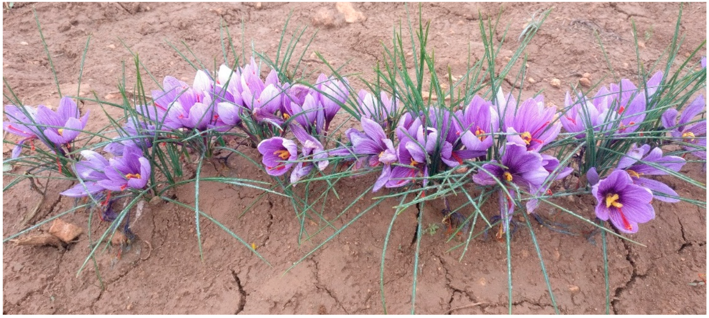 Molecules 24 02827 g001 Molecules 24 02827 g001