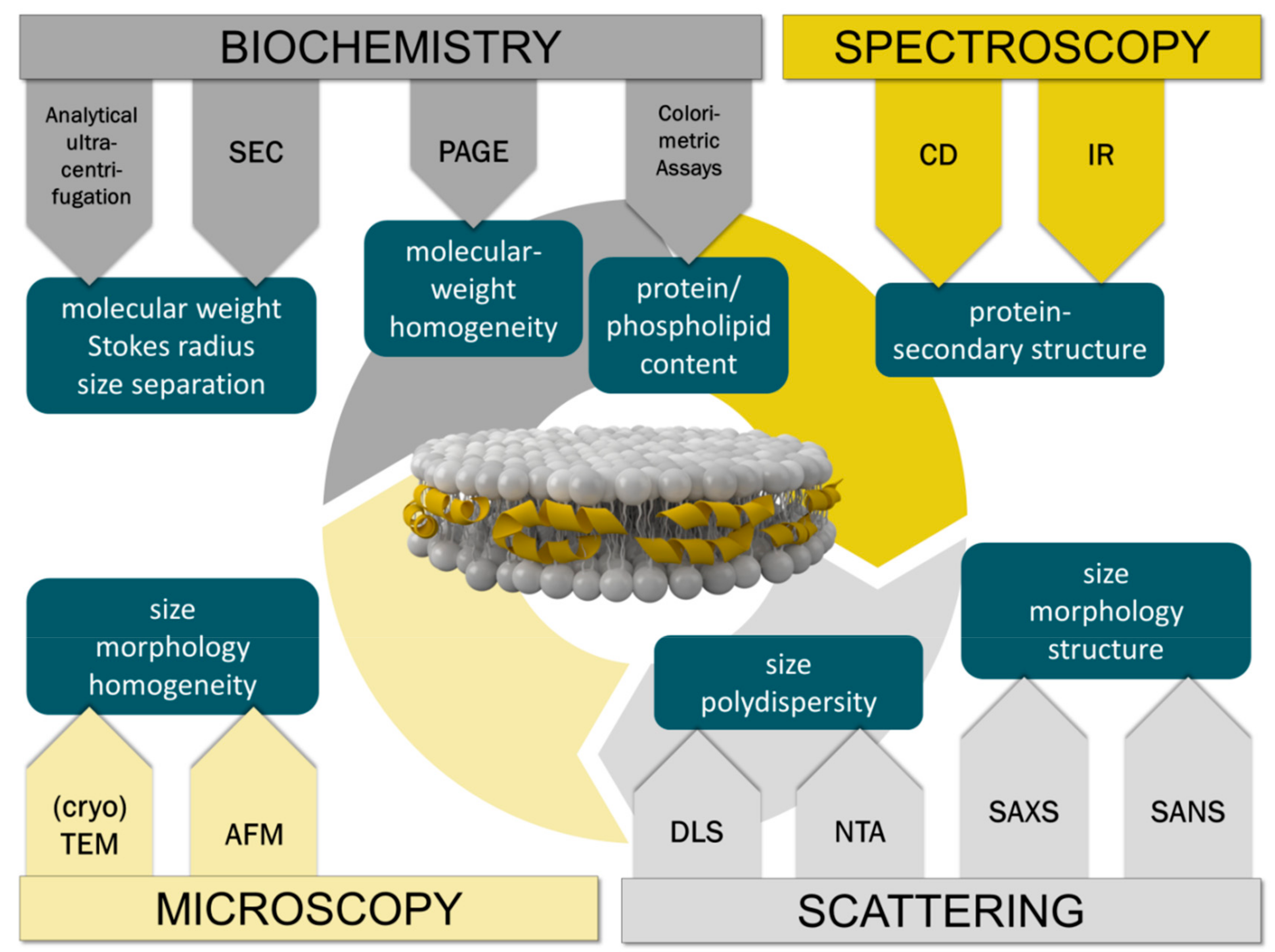 Molecules 24 02829 g006