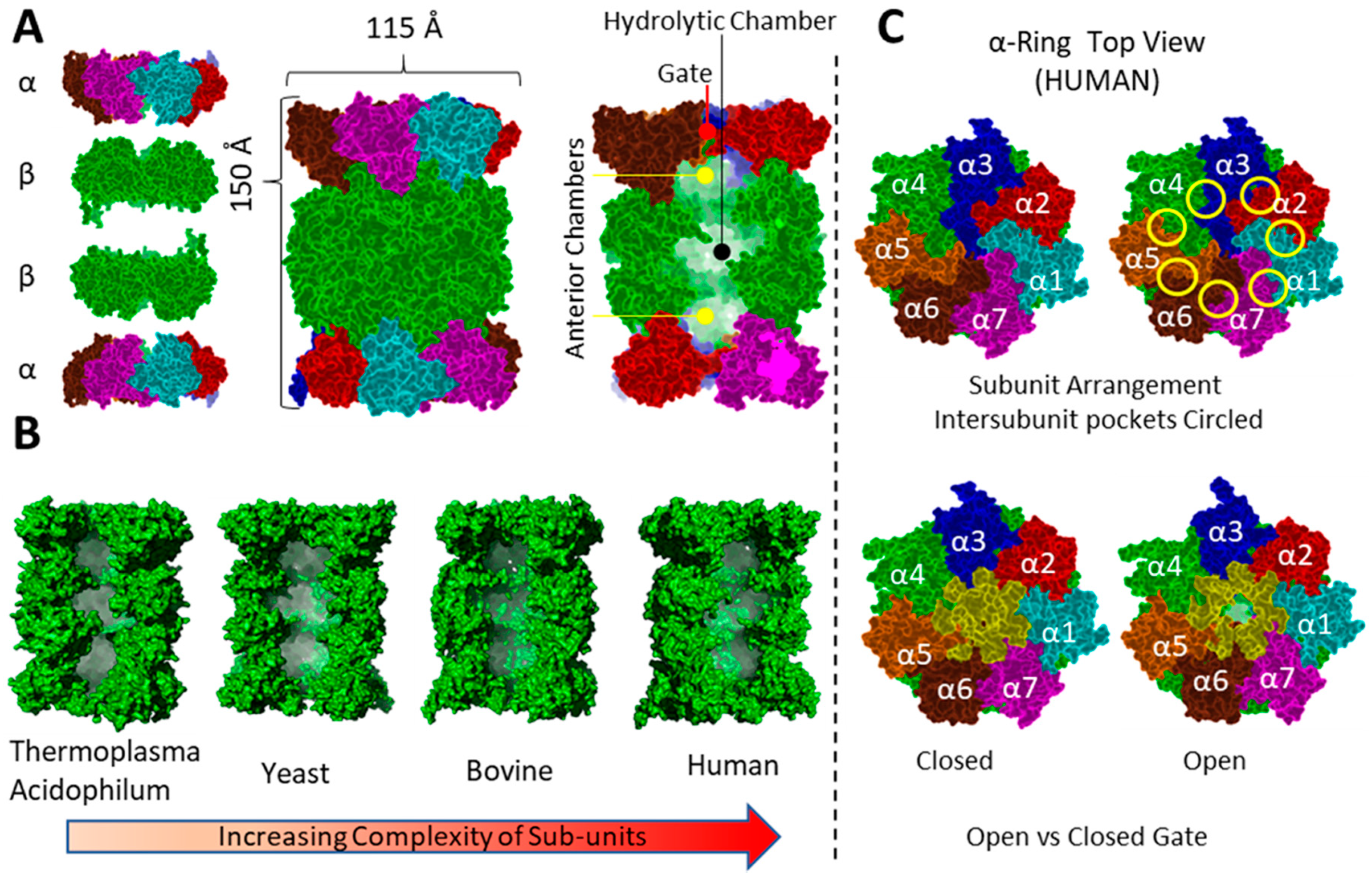 Molecules 24 02841 g004 Molecules 24 02841 g004