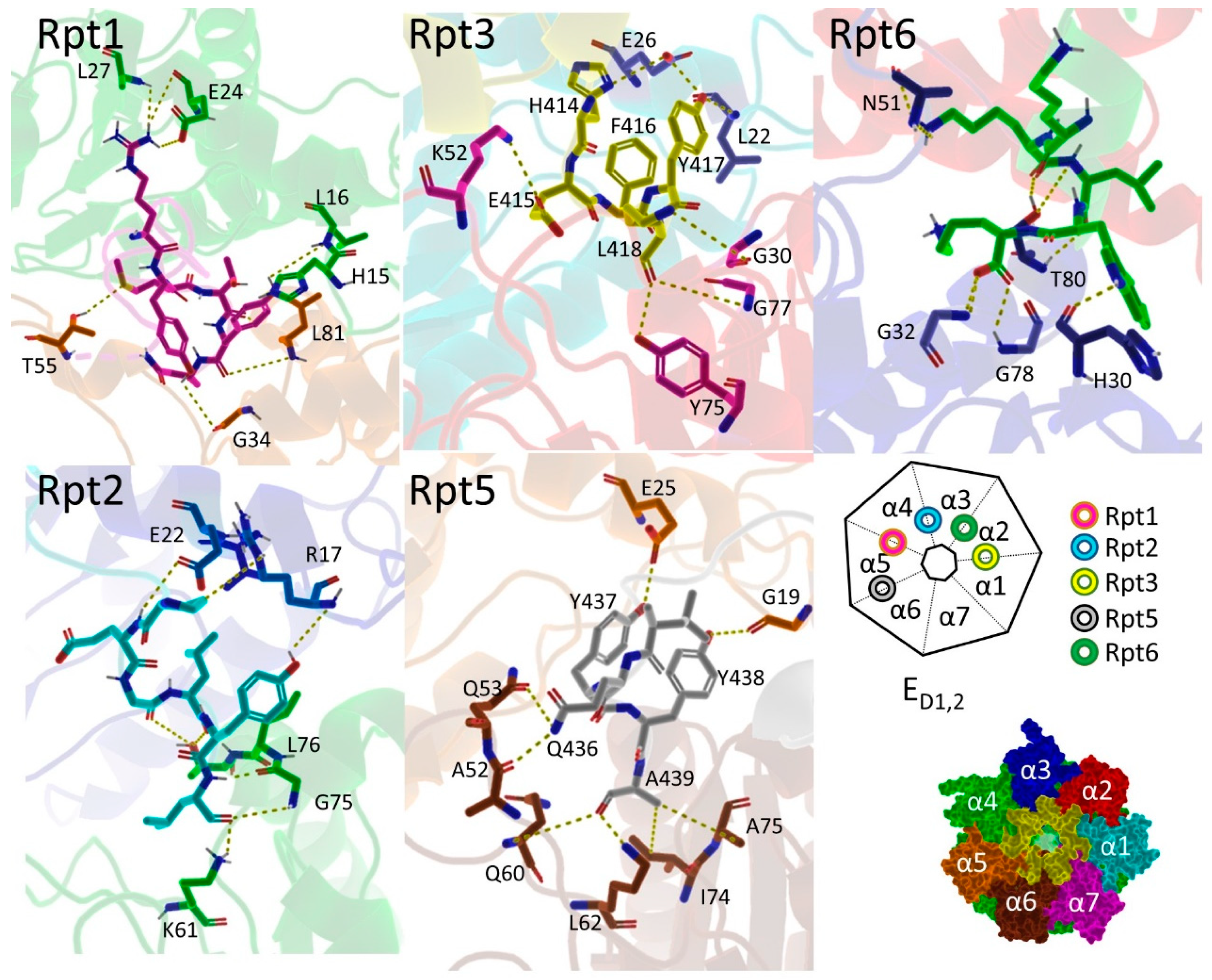 Molecules 24 02841 g008 Molecules 24 02841 g008