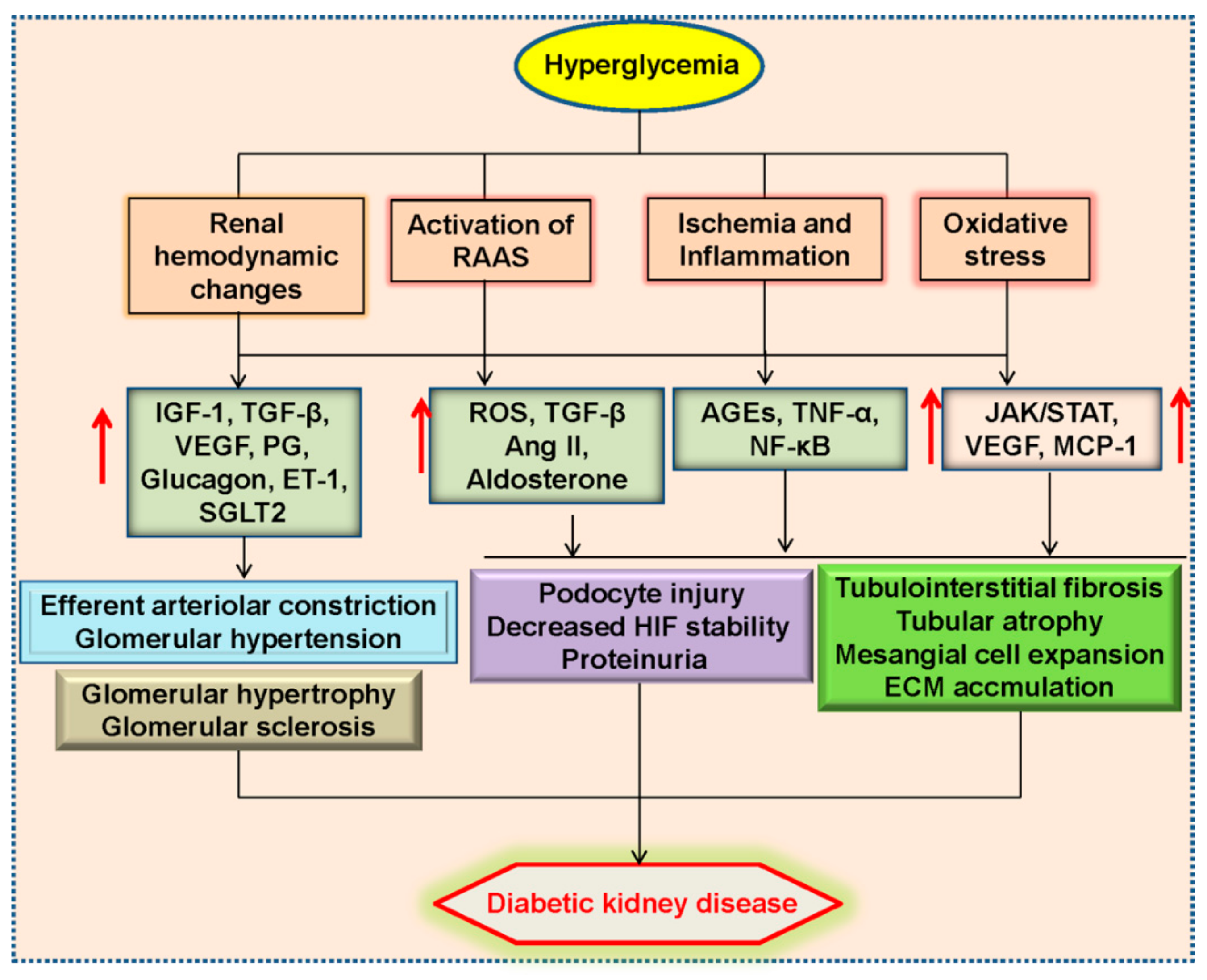antihypertensive drugs for diabetic nephropathy)