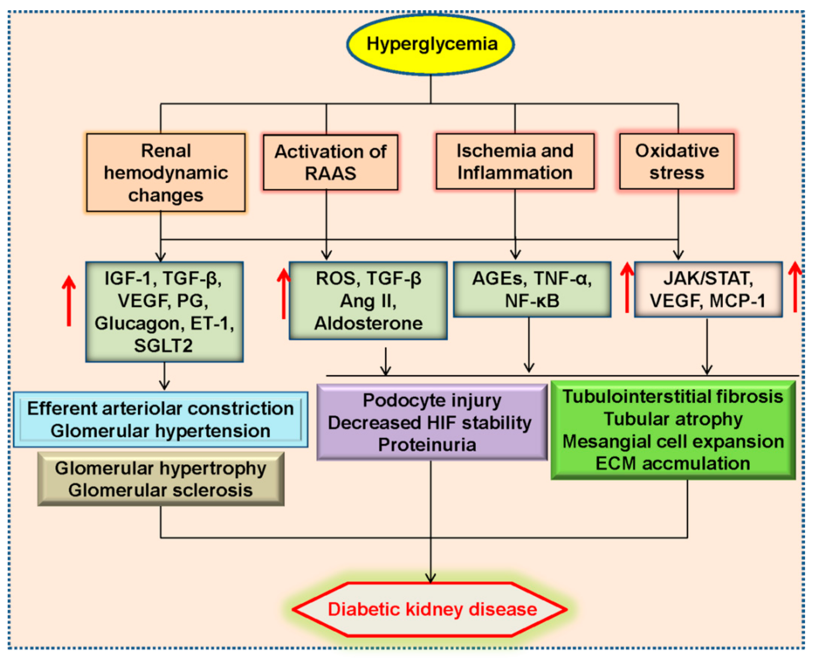 drug of choice in diabetic nephropathy ukko tea cukorbetegeknek