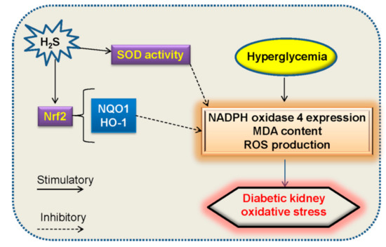 Hydrogen Sulfide: Recent Progressxion and Perspectives for the Treatment of Diabetic Nephropathy