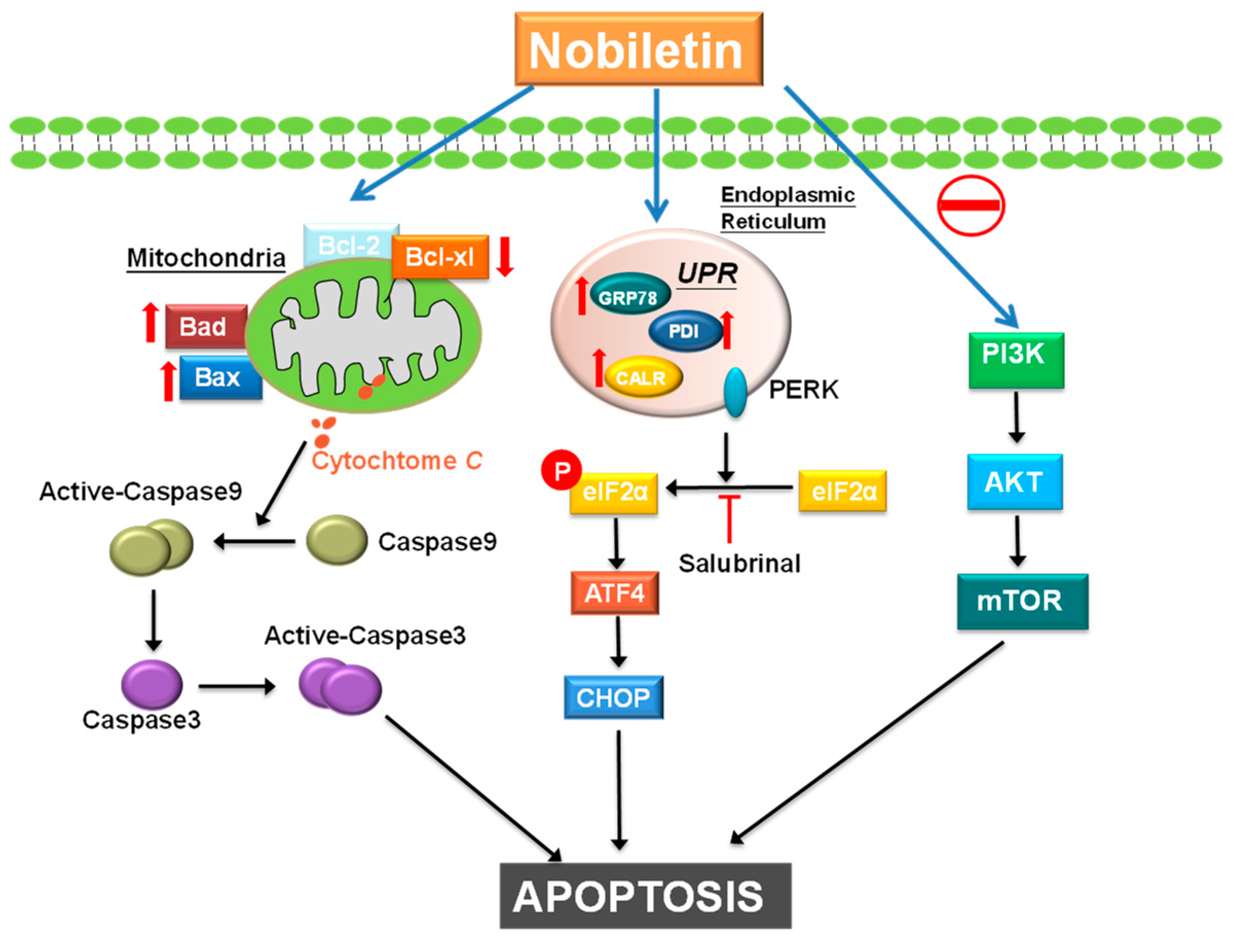 Molecules 24 02881 g006 Molecules 24 02881 g006
