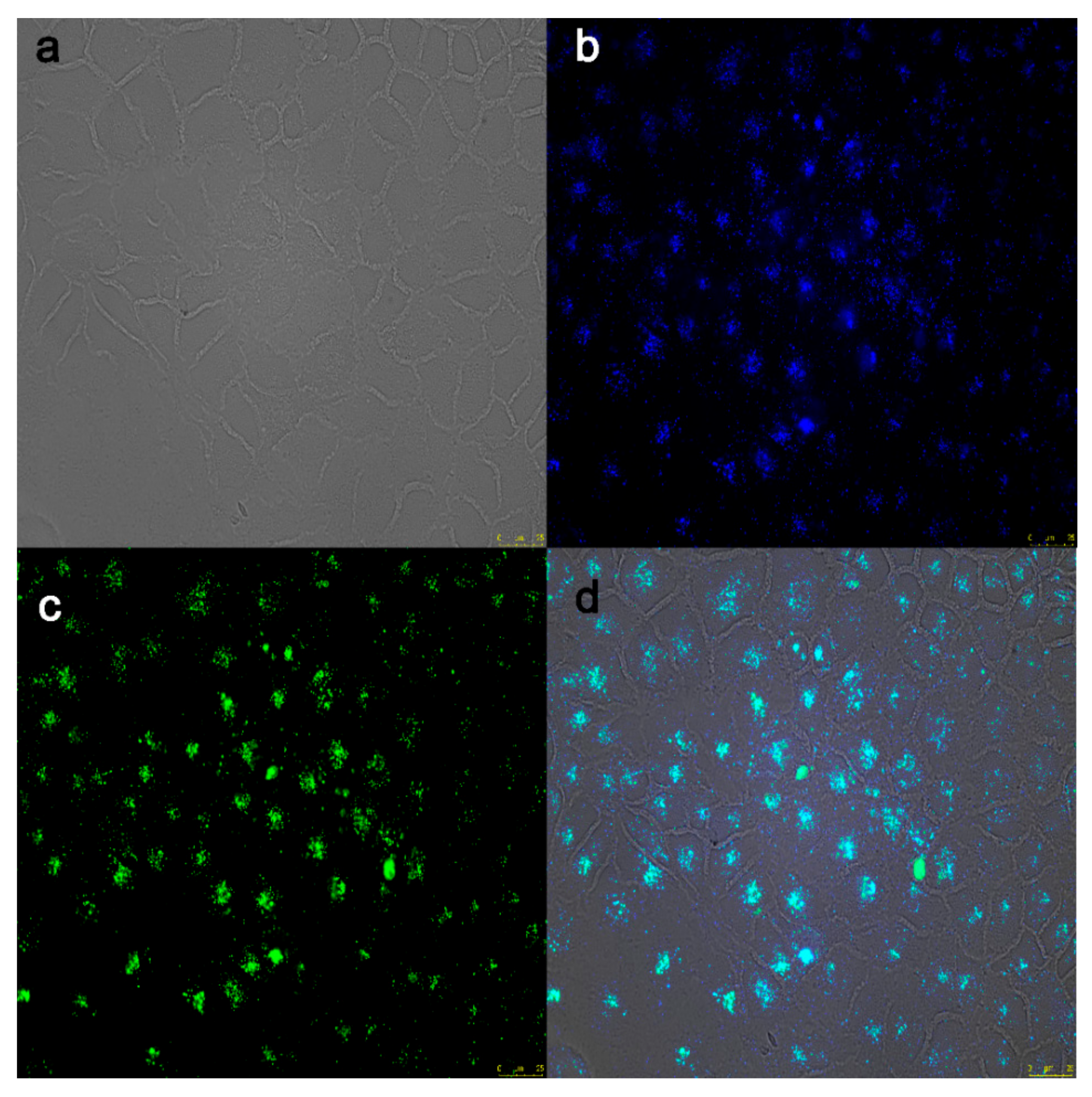 Molecules 24 02923 g007