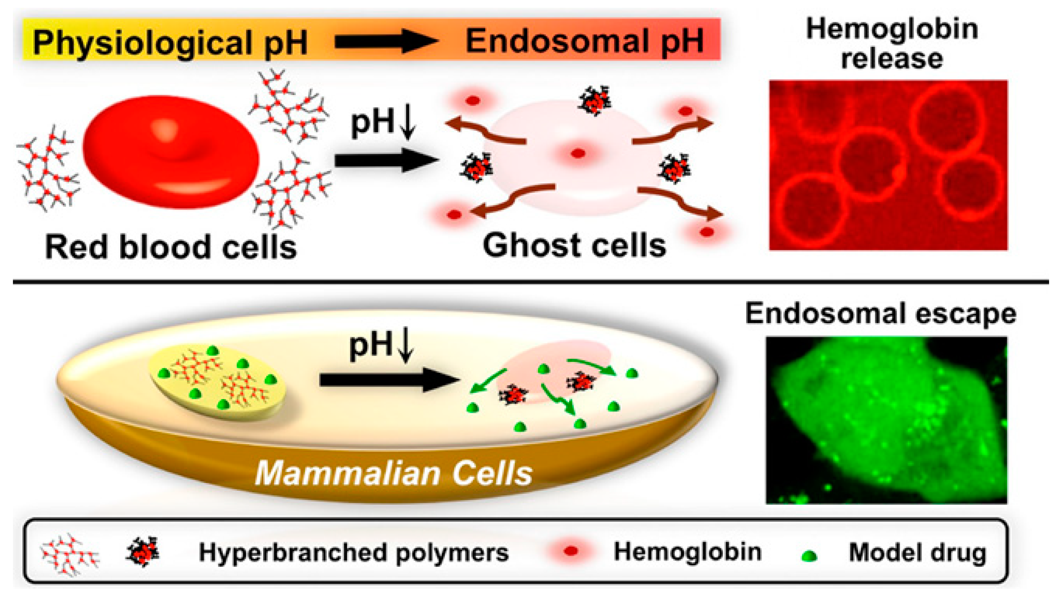 Molecules 24 02961 g015 Molecules 24 02961 g015