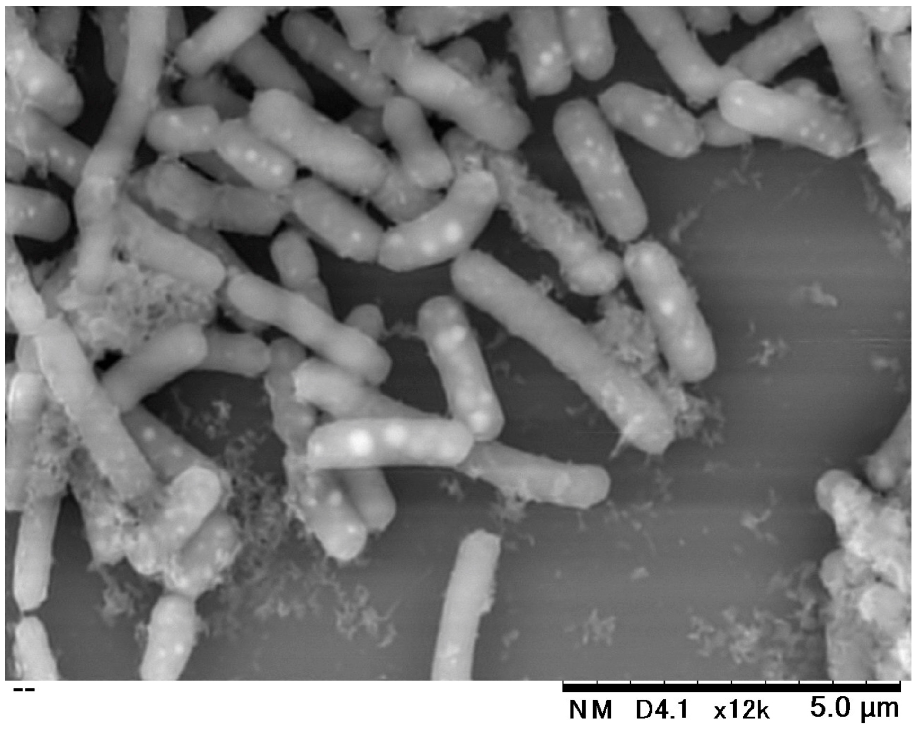 Molecules 24 02970 g006