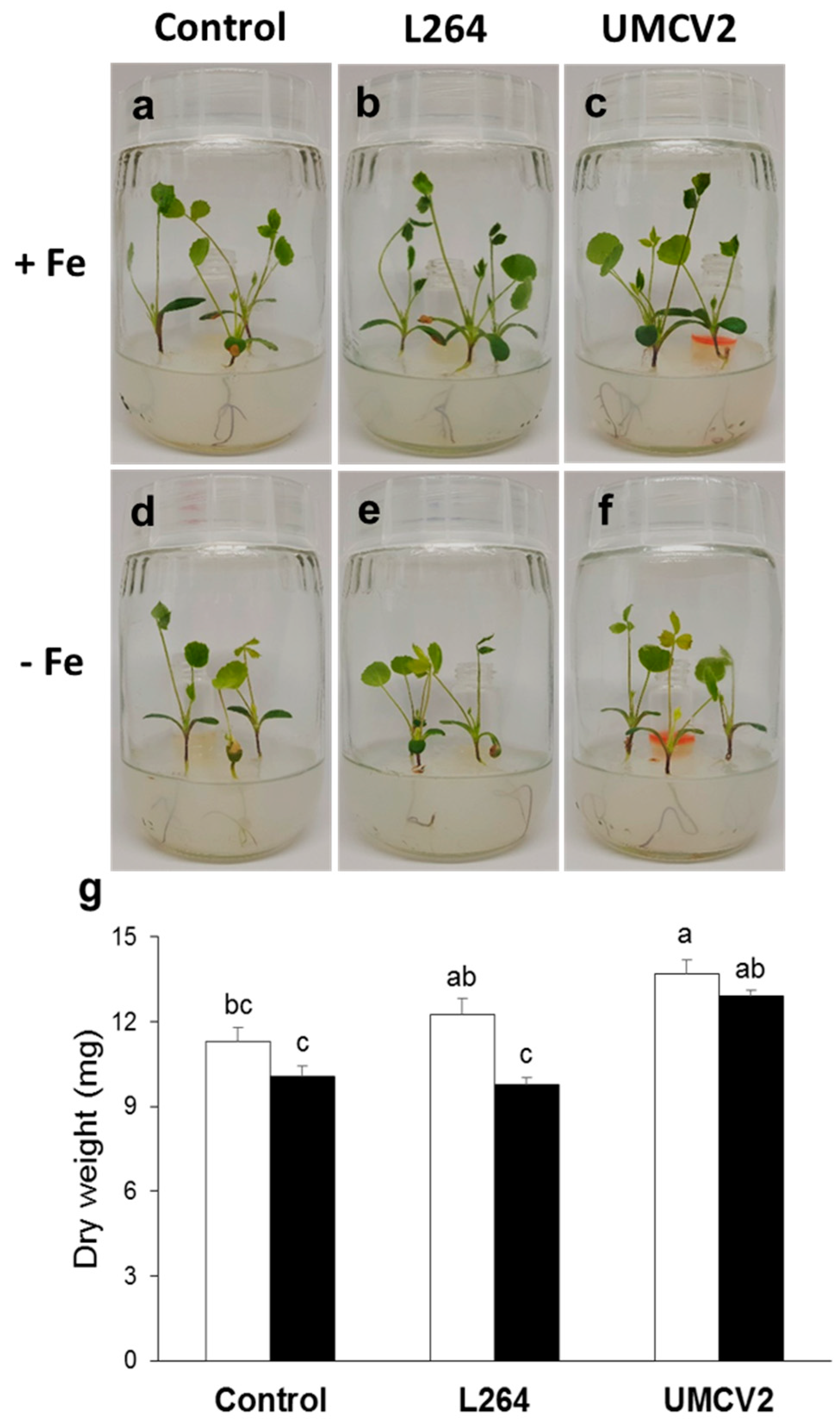 Molecules 24 03011 g001