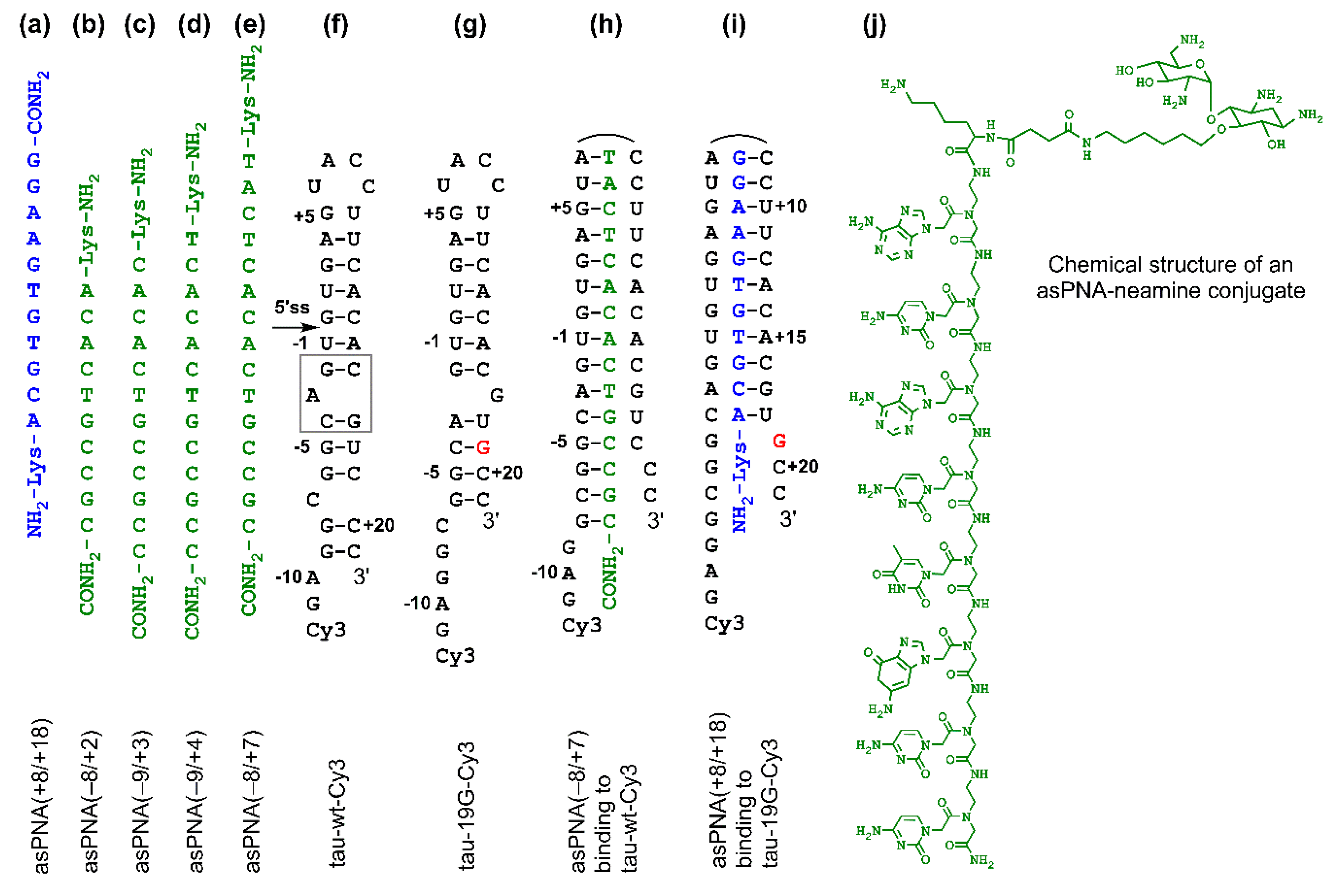 Molecules | Free Full-Text | RNA Secondary Structure-Based Design of  Antisense Peptide Nucleic Acids for Modulating Disease-Associated Aberrant  Tau Pre-mRNA Alternative Splicing