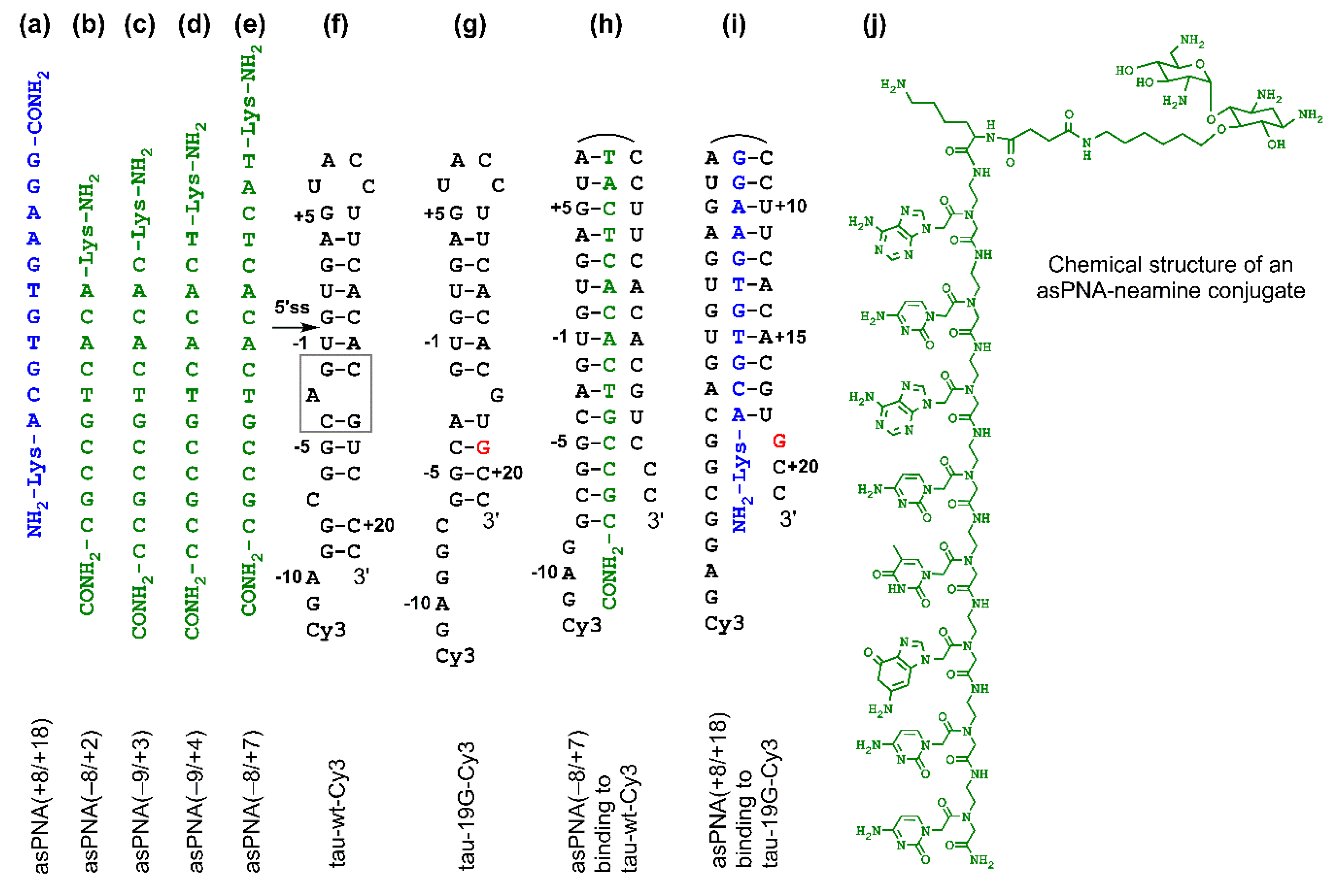 Molecules | Free Full-Text | RNA Secondary Structure-Based Design of Antisense Peptide Nucleic Acids for Modulating Disease-Associated Aberrant Tau Pre-mRNA Alternative Splicing Molecules | Free Full-Text | RNA Secondary Structure-Based Design of Antisense Peptide Nucleic Acids for Modulating Disease-Associated Aberrant Tau Pre-mRNA Alternative Splicing