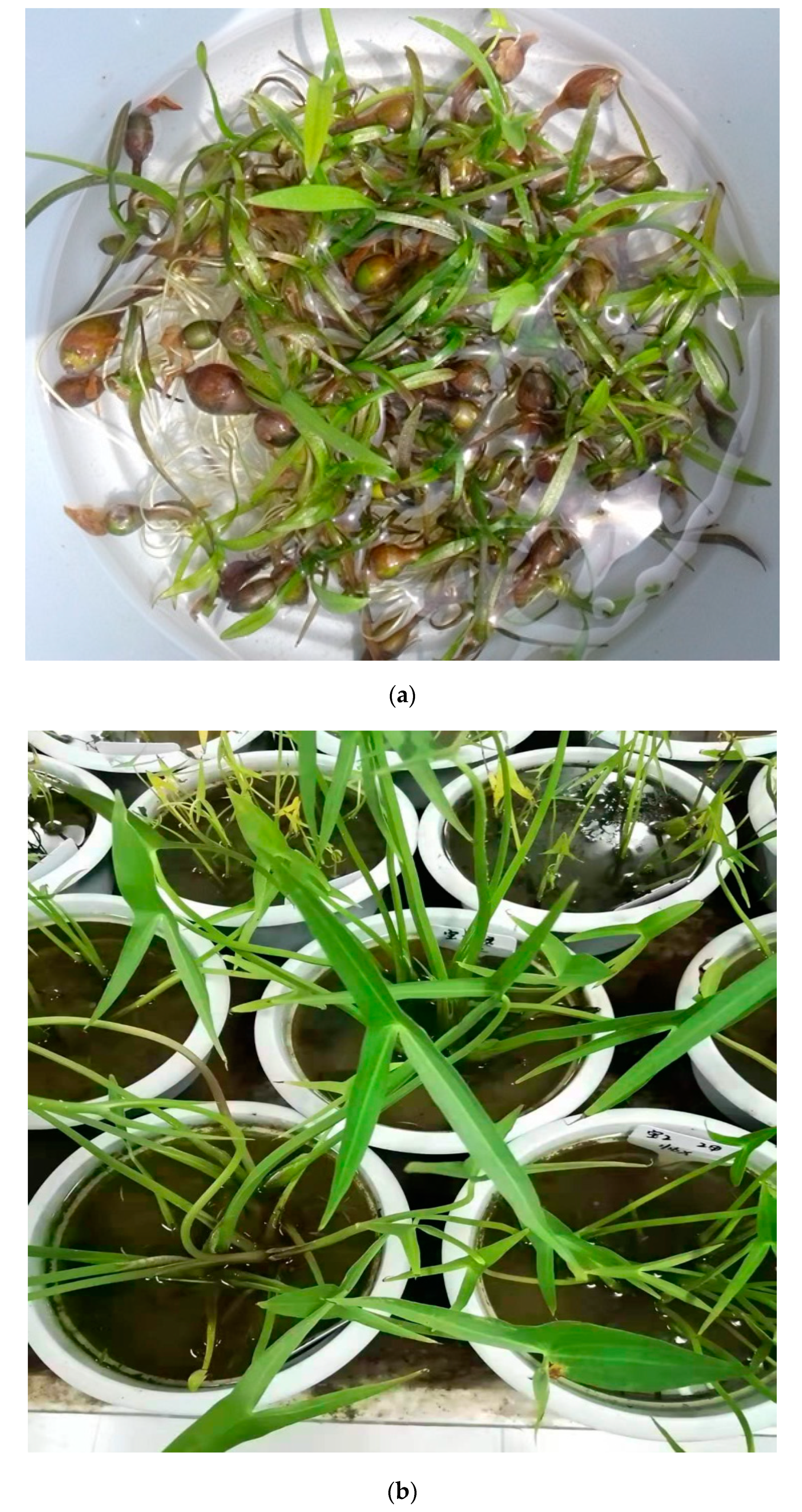 Molecules 24 03025 g005