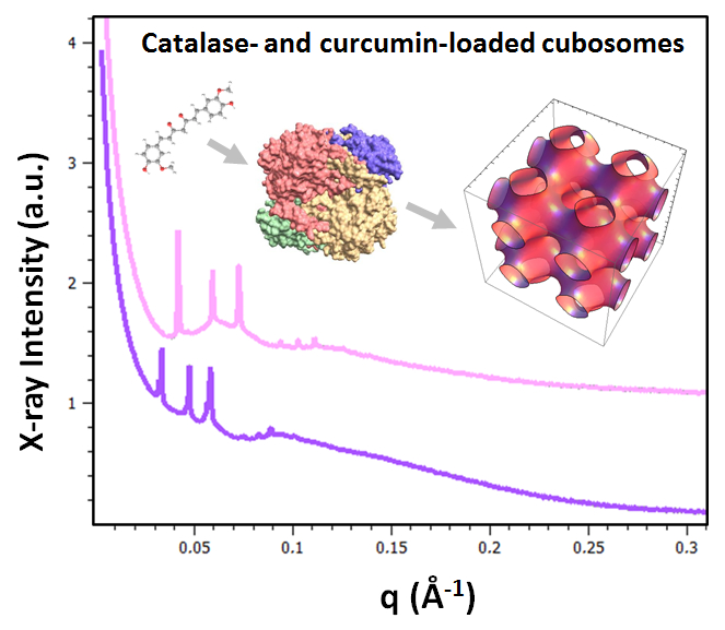 Molecules Free Full Text Cubic Liquid Crystalline Nanostructures Involving Catalase And Curcumin Biosaxs Study And Catalase Peroxidatic Function After Cubosomal Nanoparticle Treatment Of Differentiated Sh Sy5y Cells Html