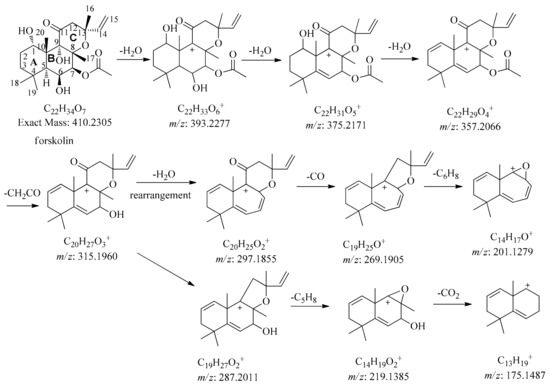 Rapid Screening of Forskolin-Type Diterpenoids of Blumea aromatica