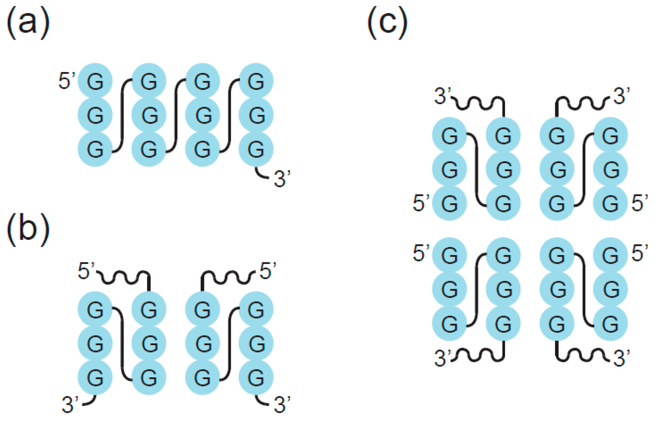 Molecules Free Full Text Structure And Function Of Multimeric G Quadruplexes Html Molecules Free Full Text Structure And Function Of Multimeric G Quadruplexes Html