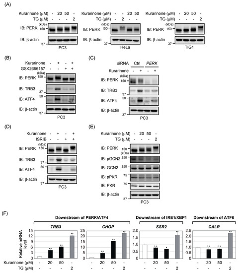 Kurarinone from Sophora Flavescens Roots Triggers ATF4