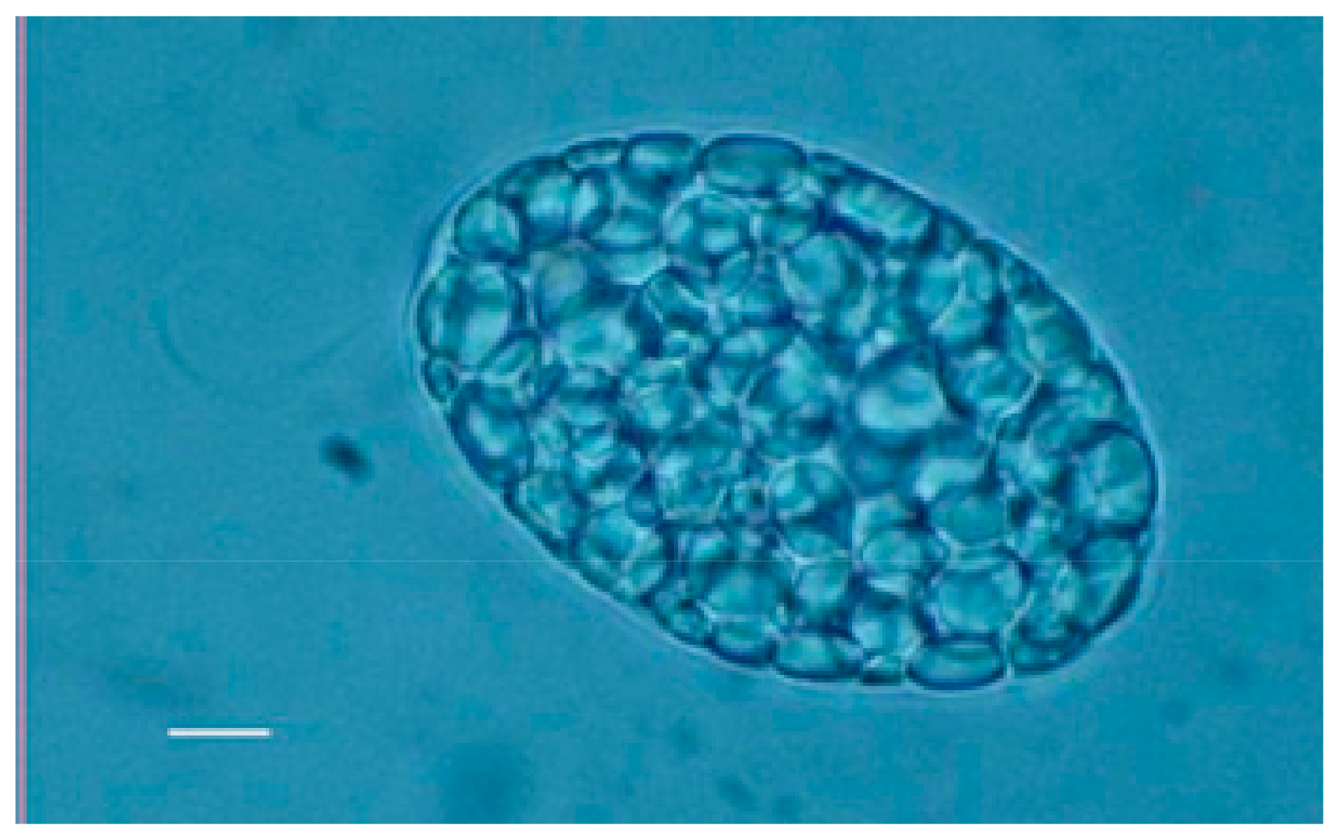 Molecules 24 03114 g002 550