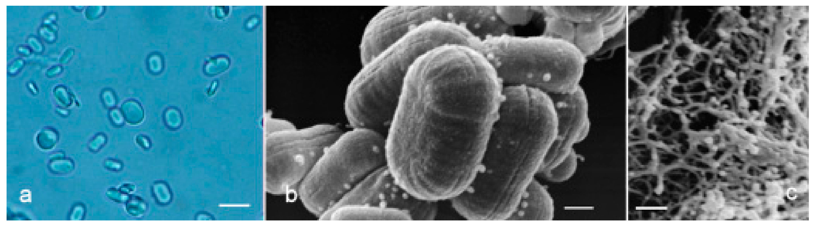 Molecules 24 03114 g006 550