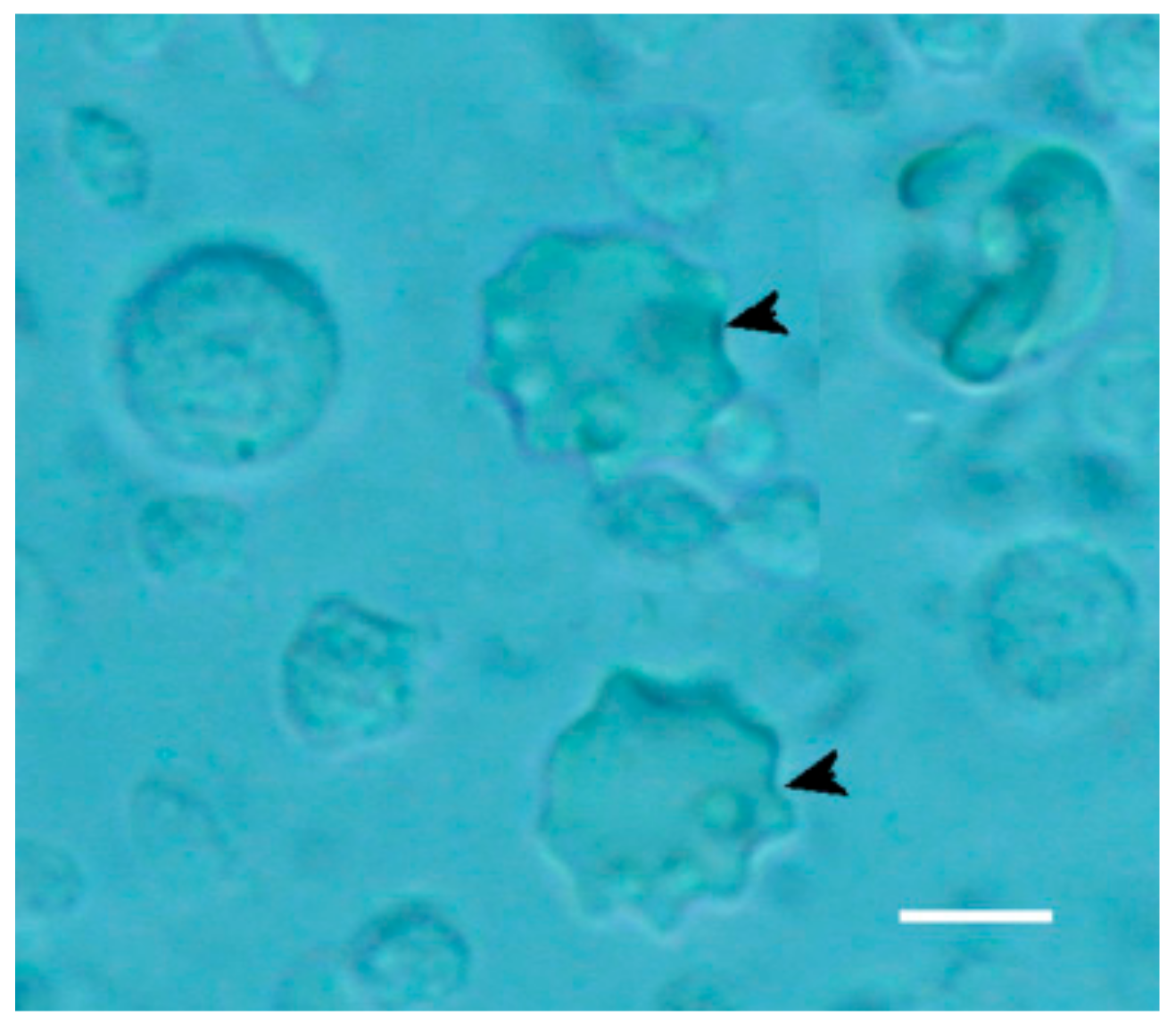 Molecules 24 03114 g011 550