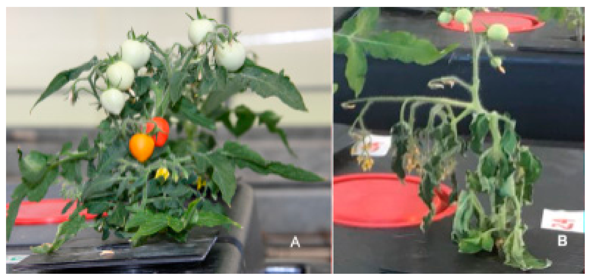 Molecules 24 03114 g015 550