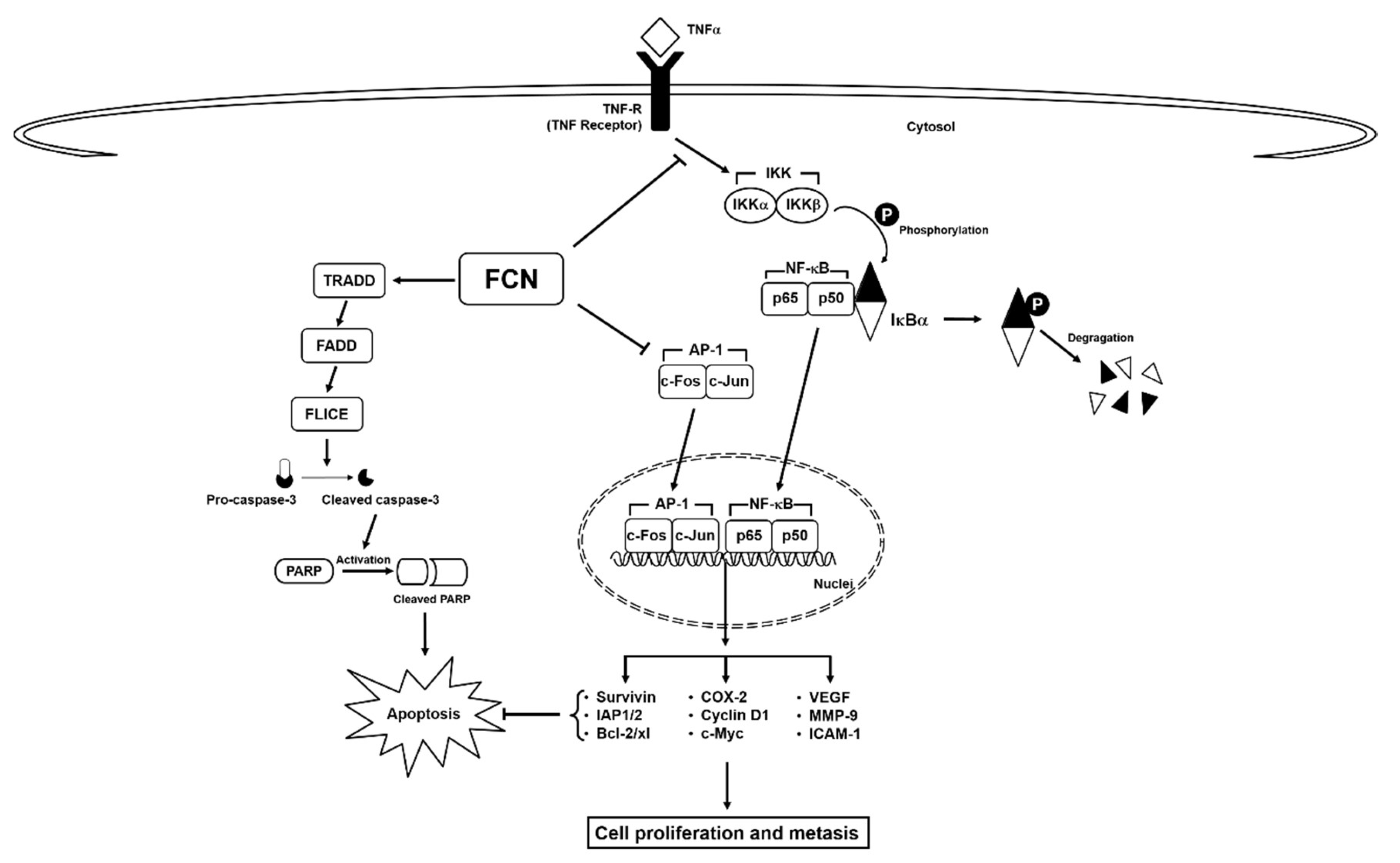 Molecules 24 03127 g006 Molecules 24 03127 g006