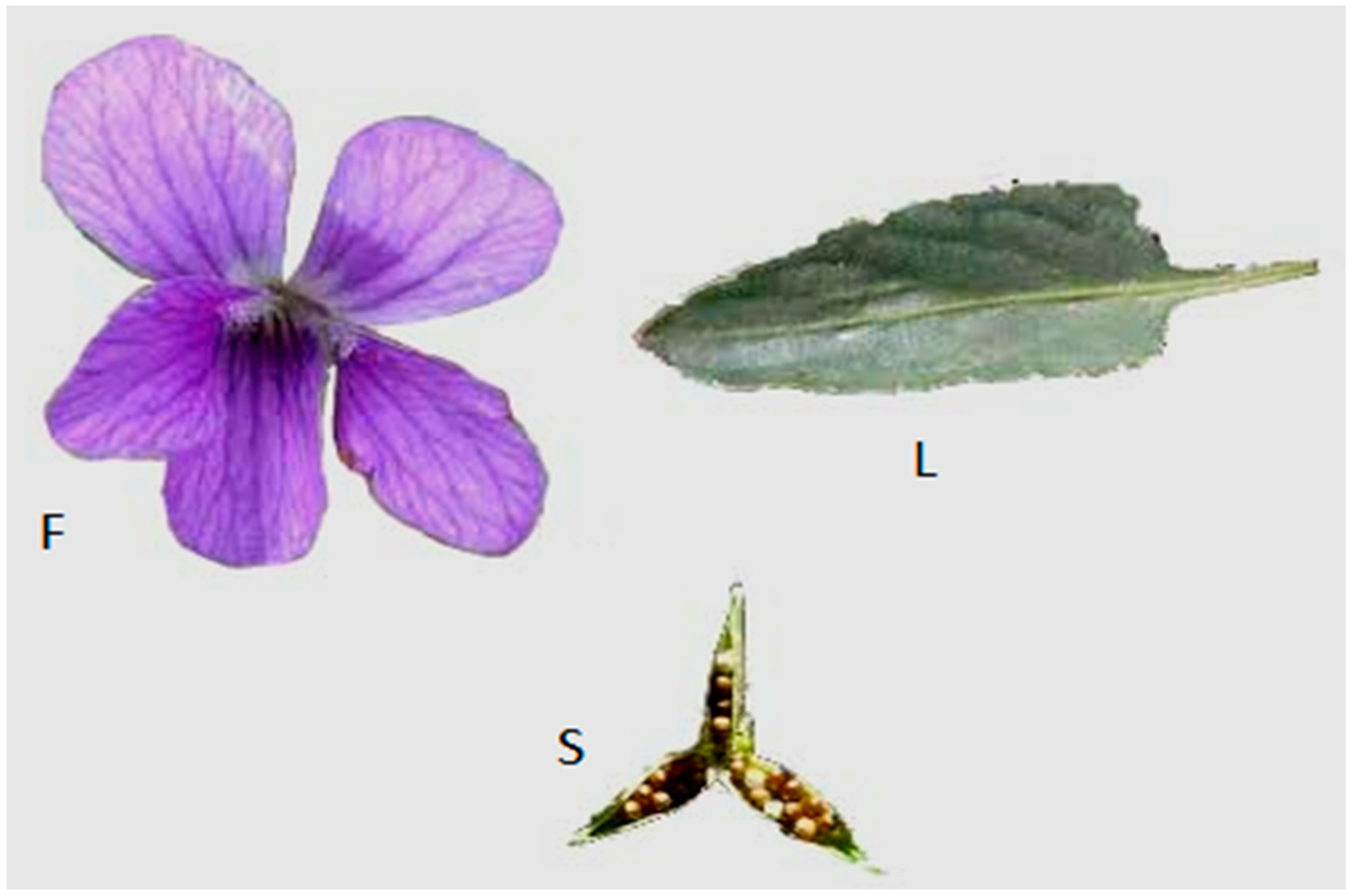 Molecules 24 03138 g001 Molecules 24 03138 g001